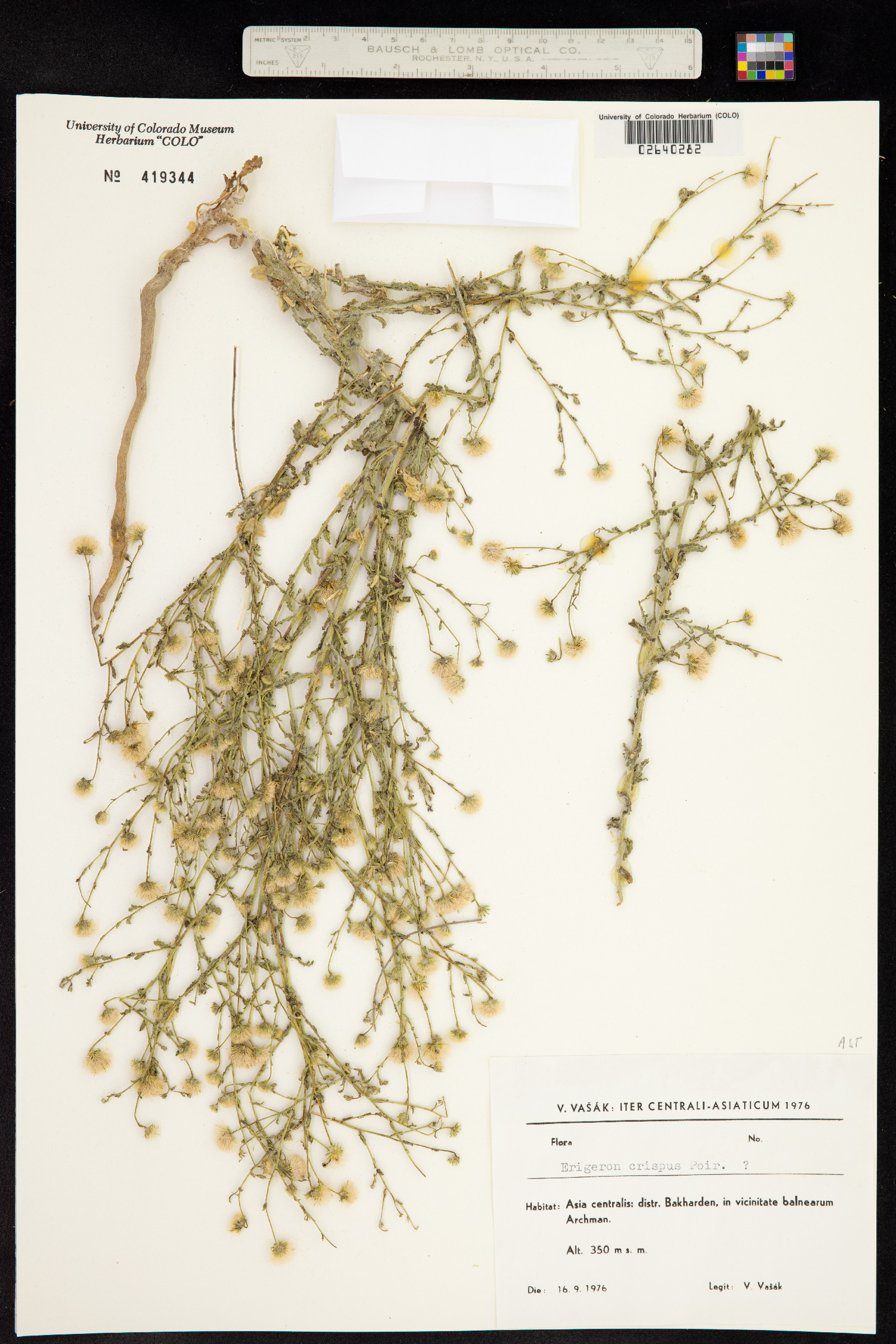 Conyza bonariensis image