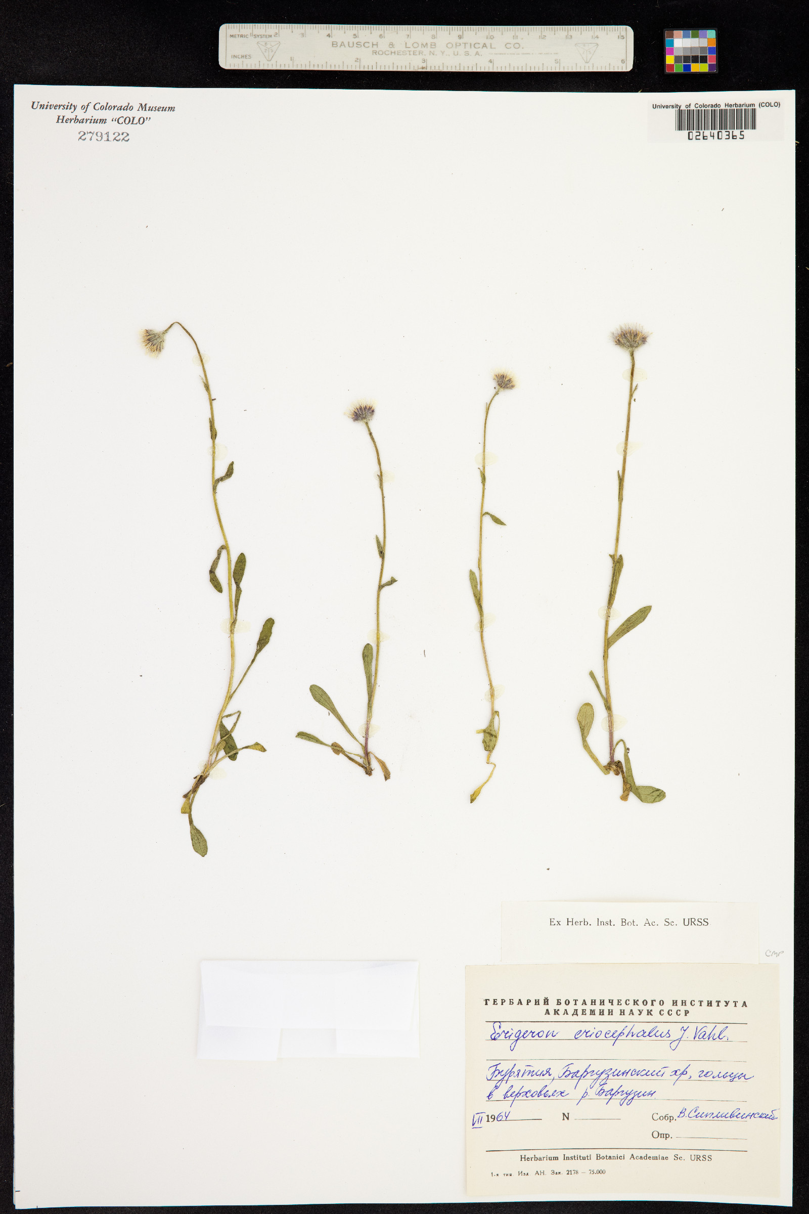 Erigeron eriocephalus image