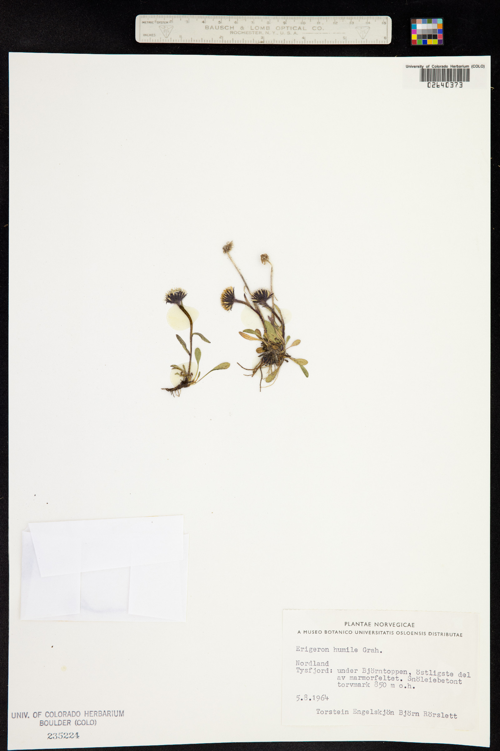 Erigeron humilis image