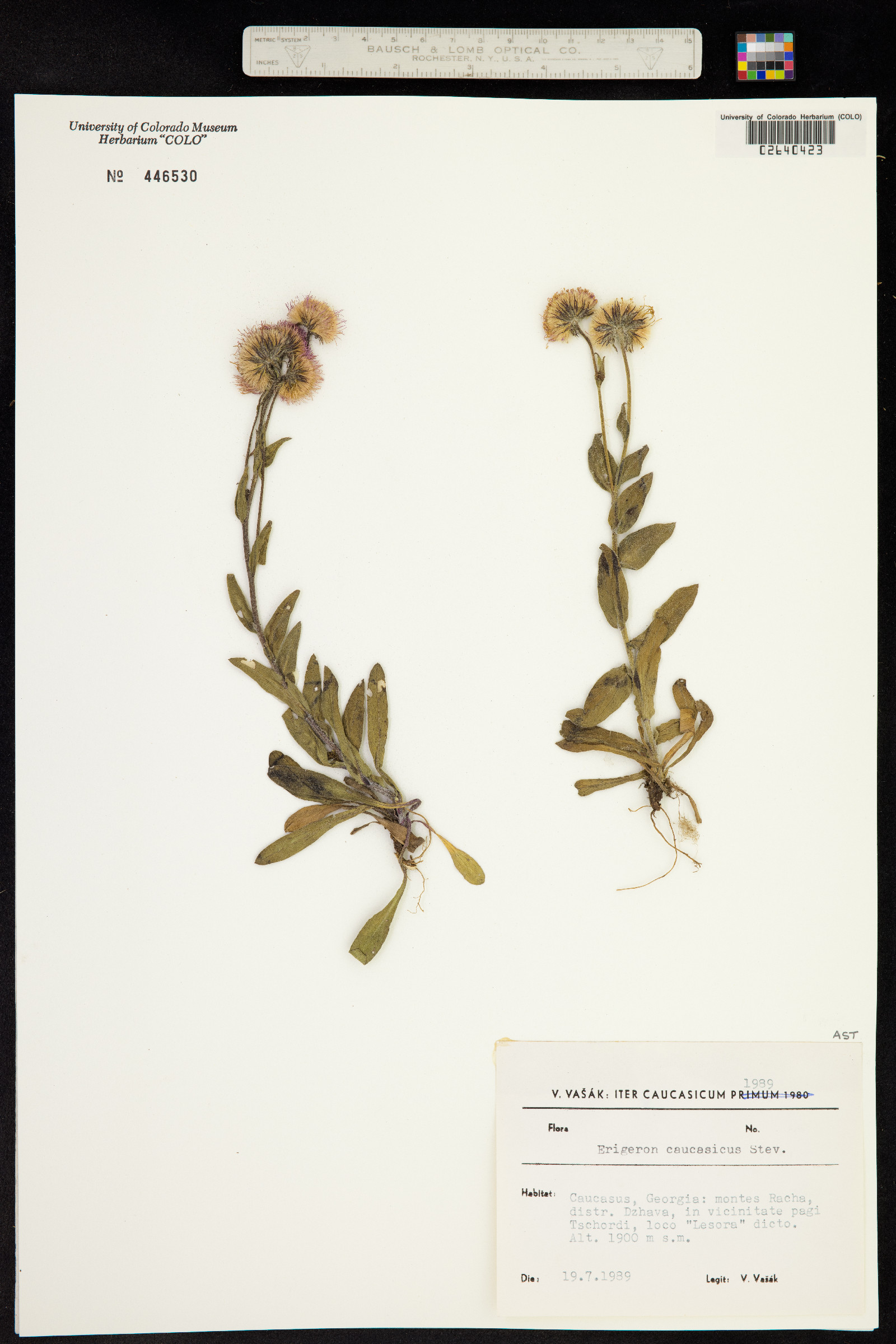 Erigeron caucasicus image