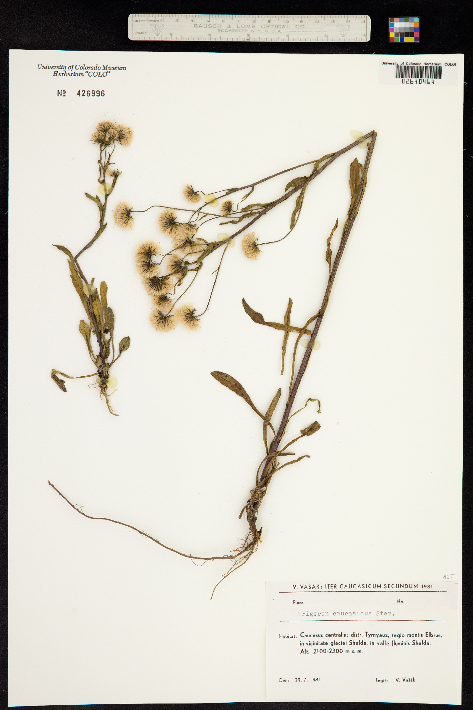 Erigeron caucasicus image