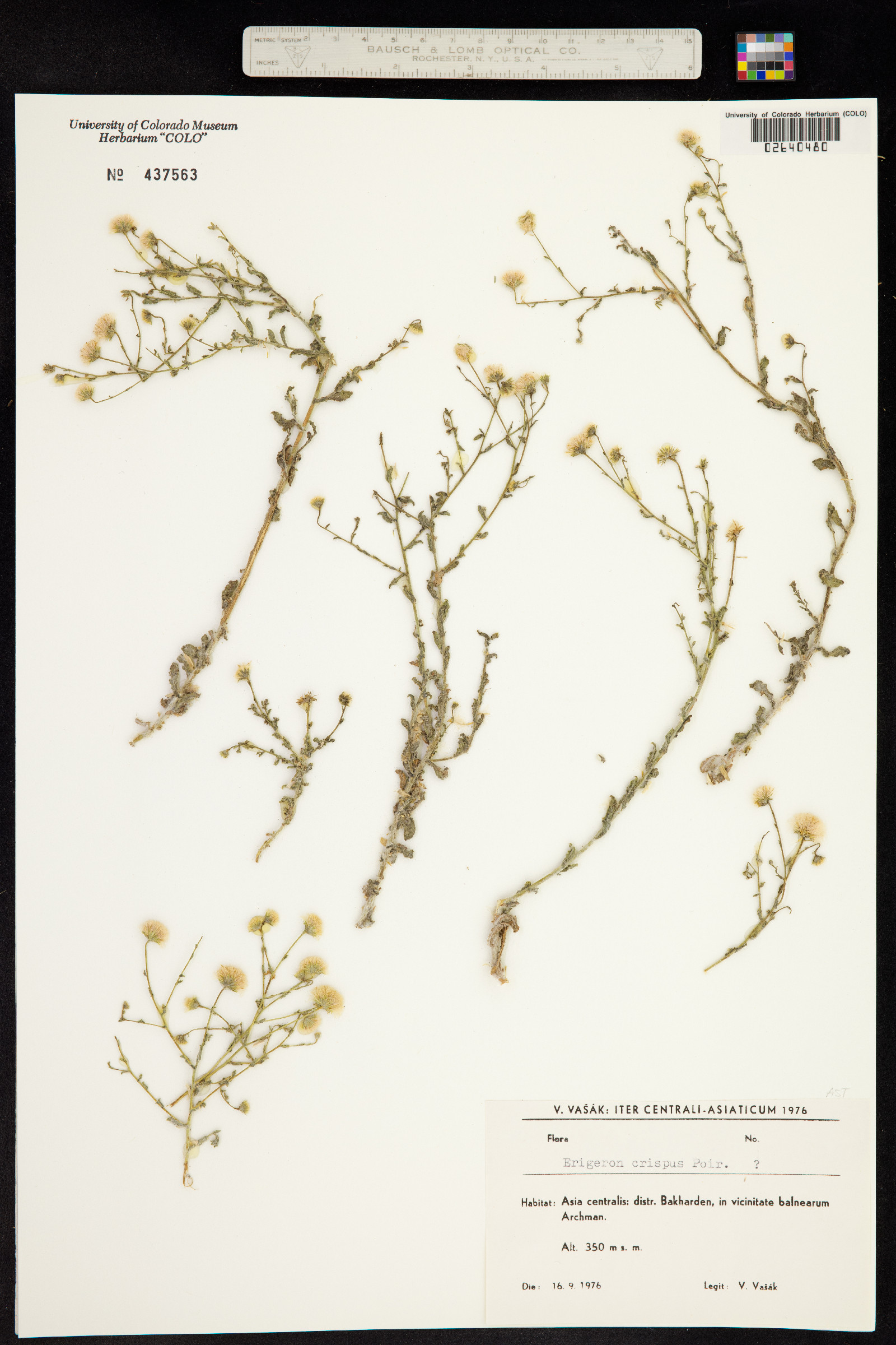 Conyza bonariensis image