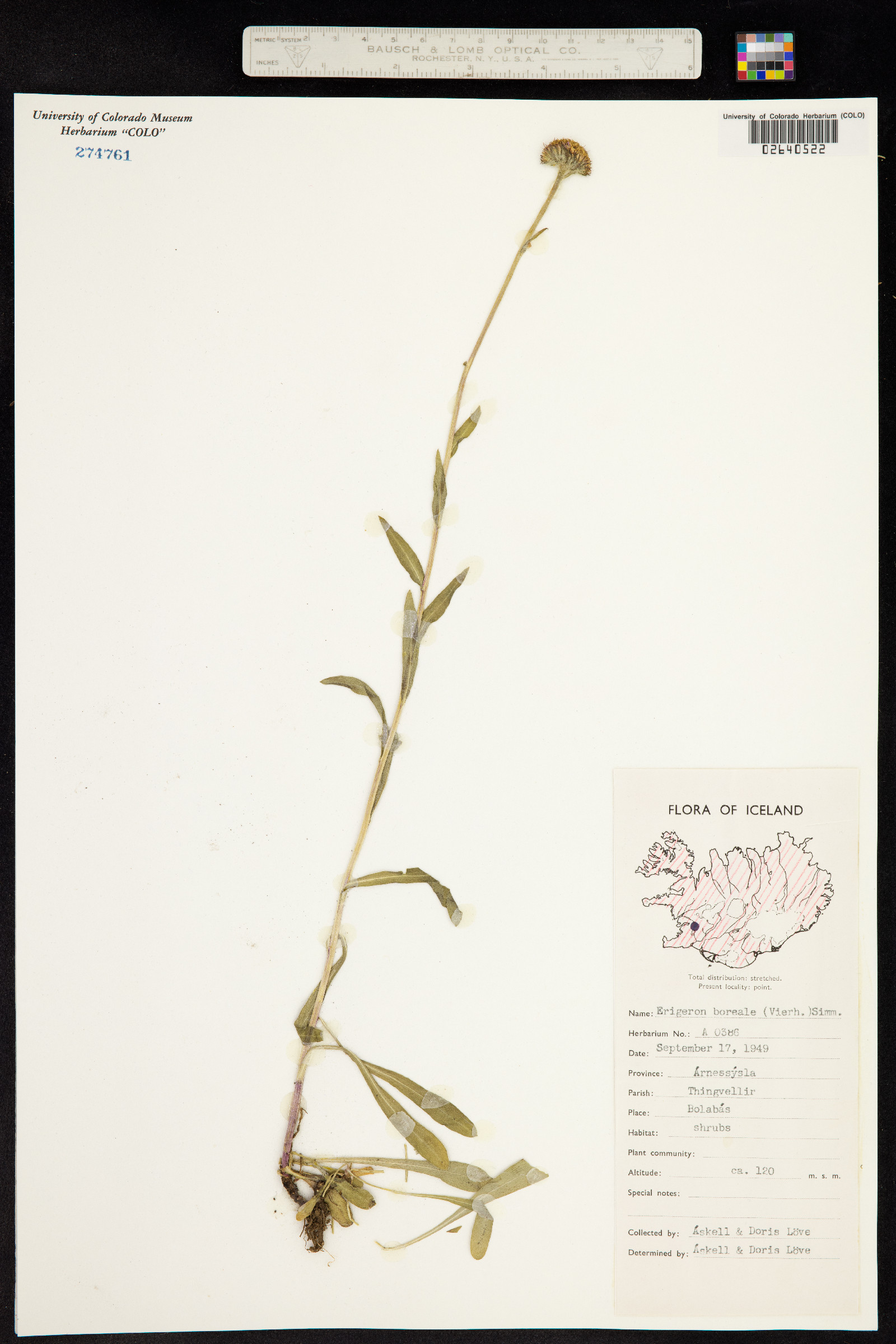 Erigeron alpiniformis image