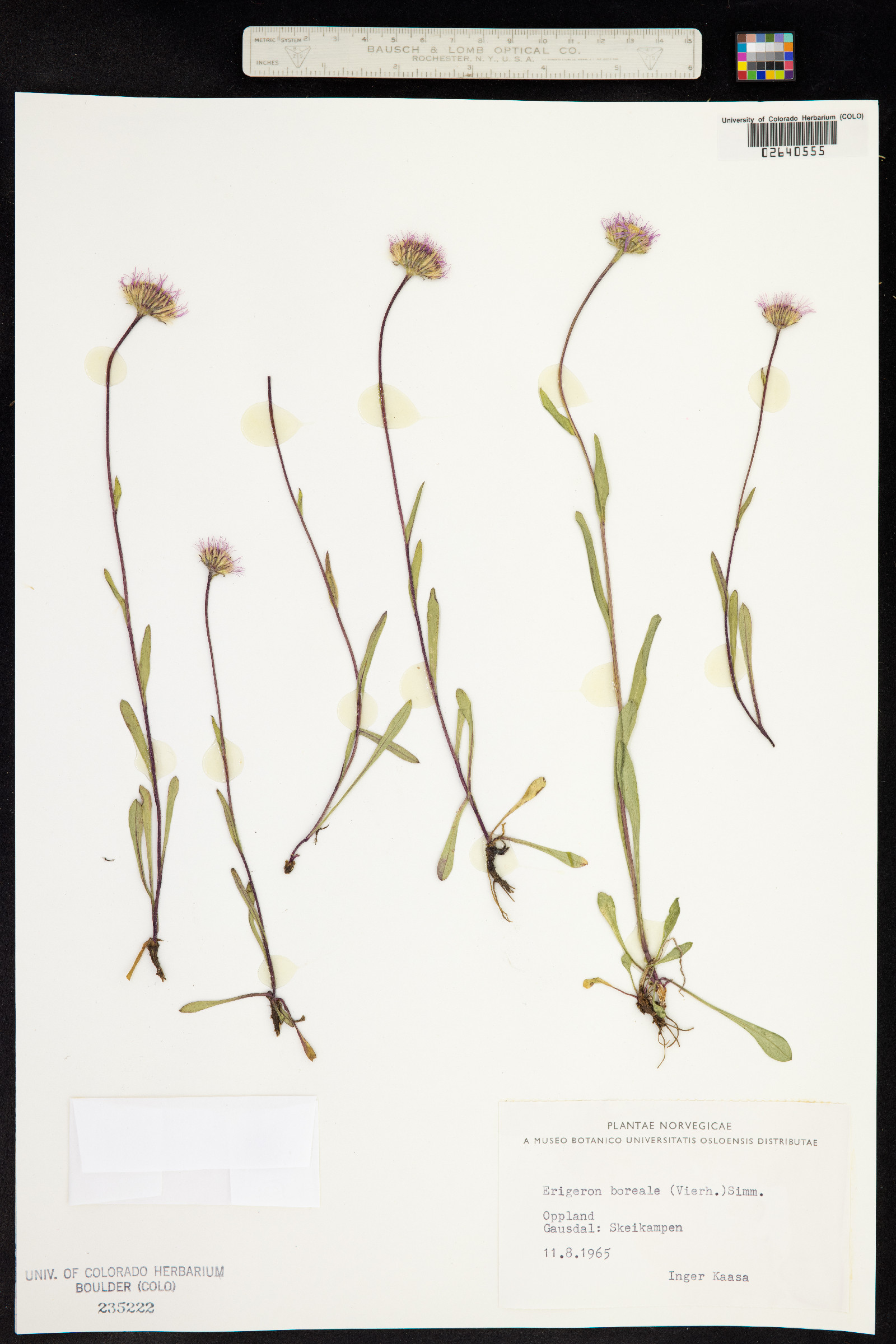 Erigeron alpiniformis image