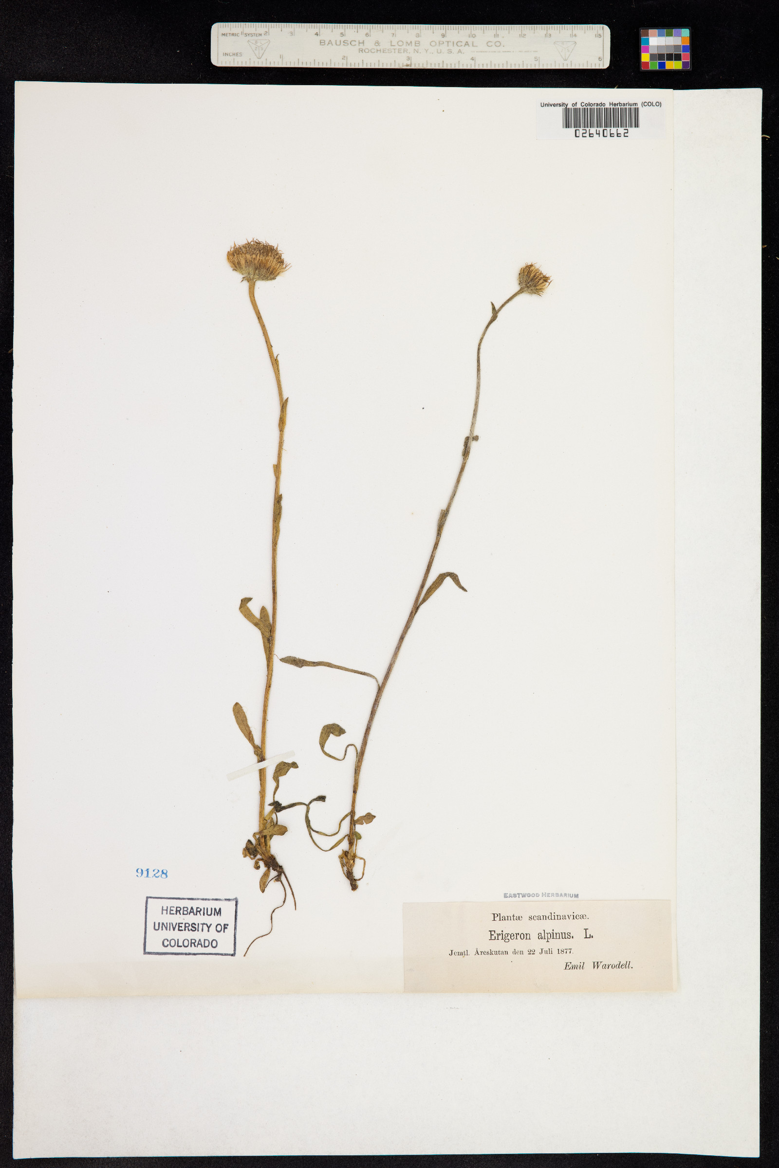 Erigeron alpinus image