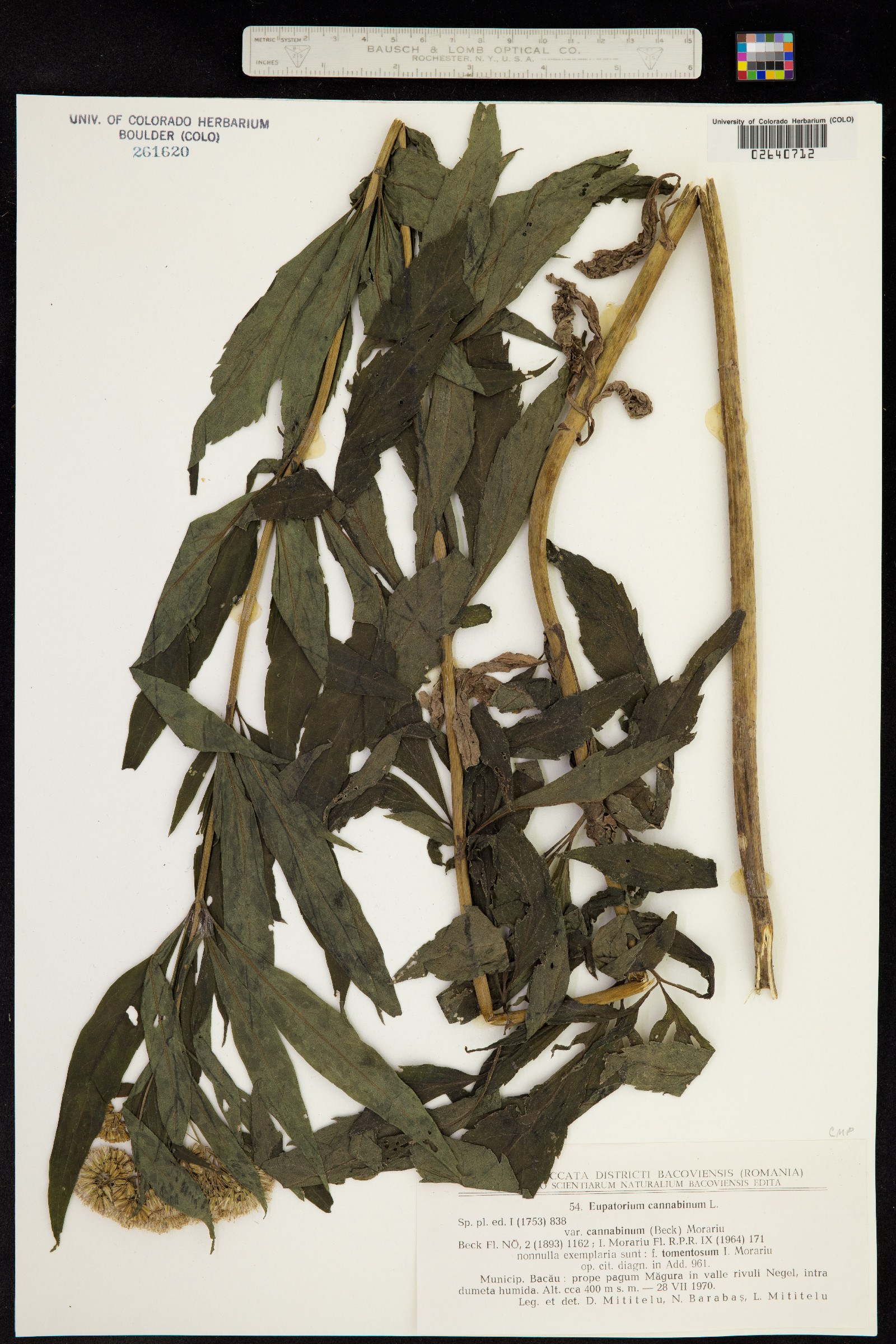 Eupatorium cannabinum image