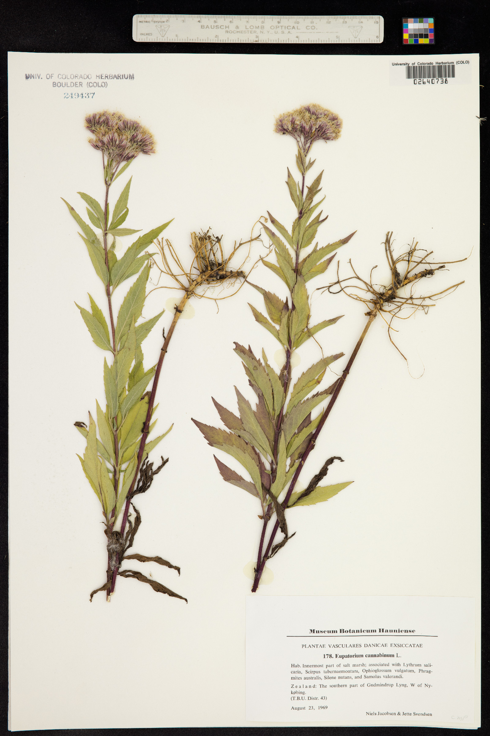 Eupatorium cannabinum image