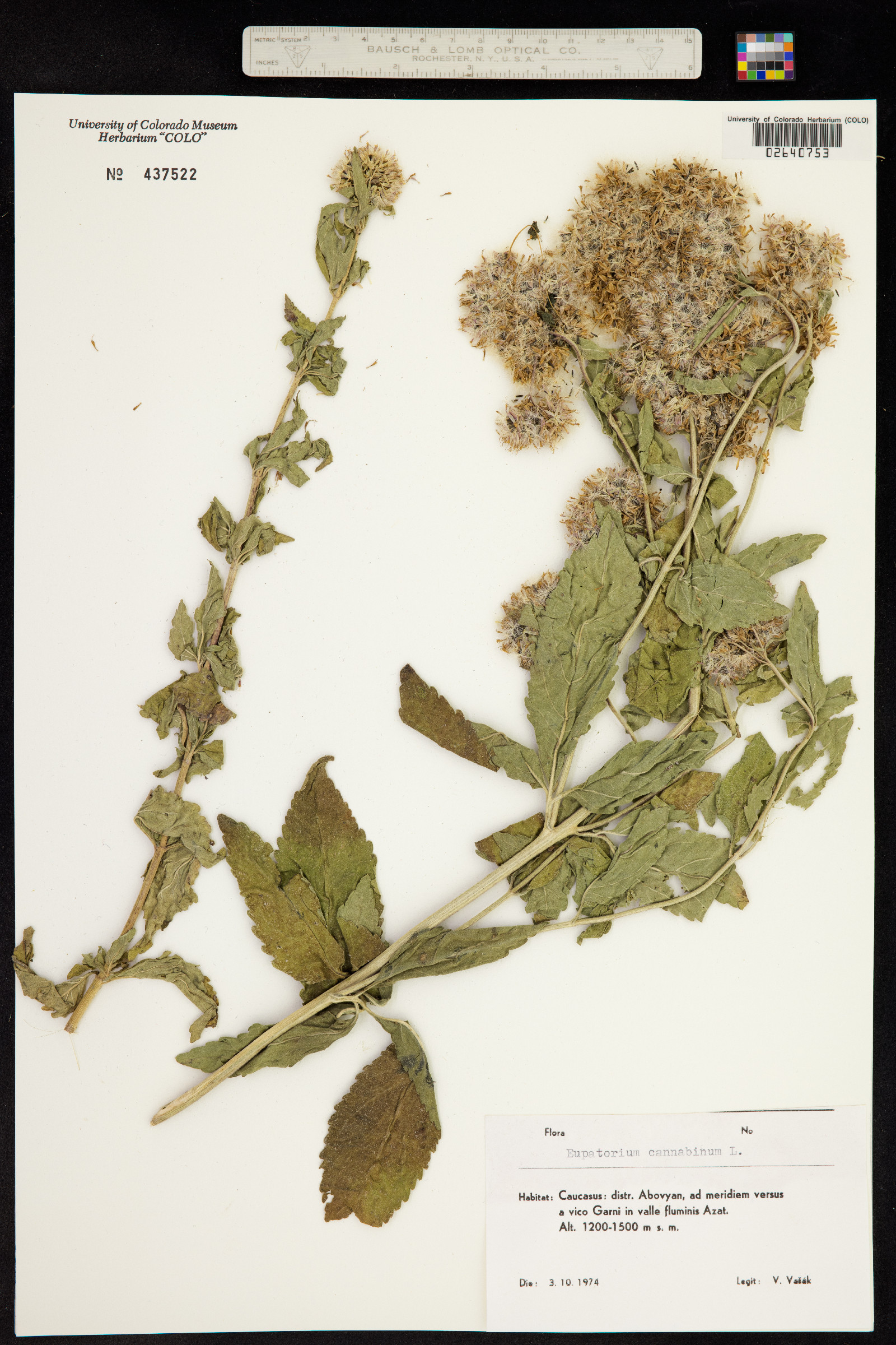 Eupatorium cannabinum image