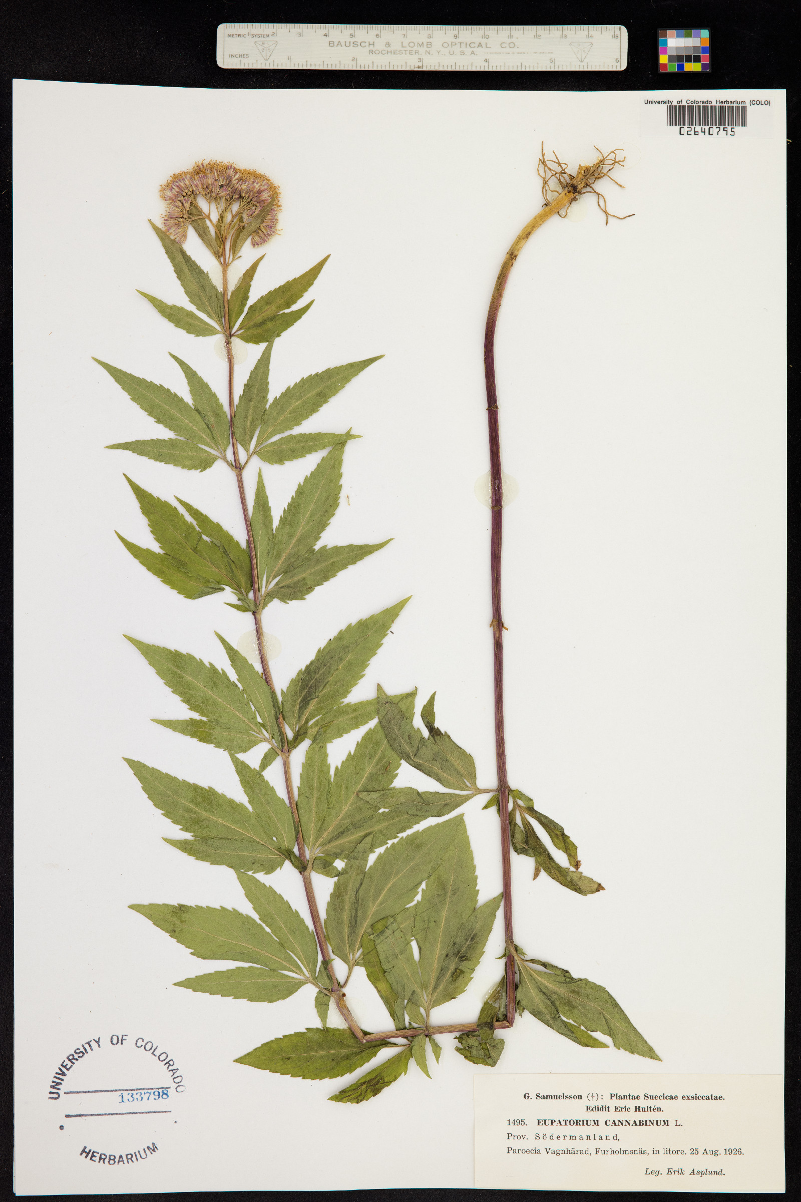 Eupatorium cannabinum image