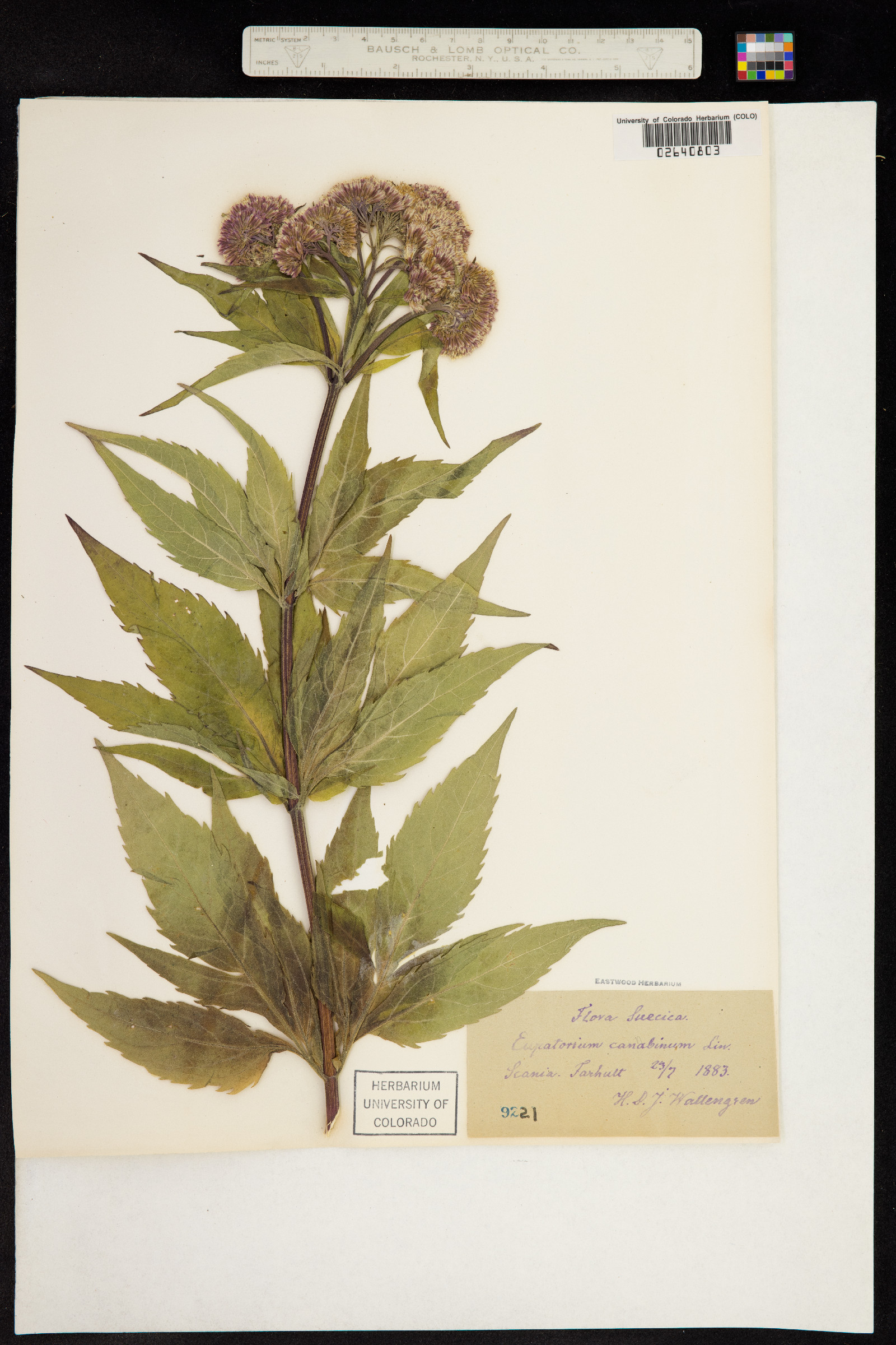 Eupatorium cannabinum image