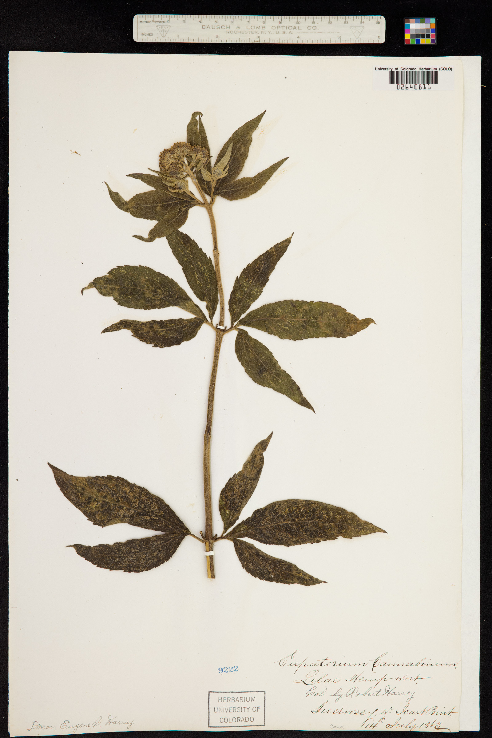 Eupatorium cannabinum image