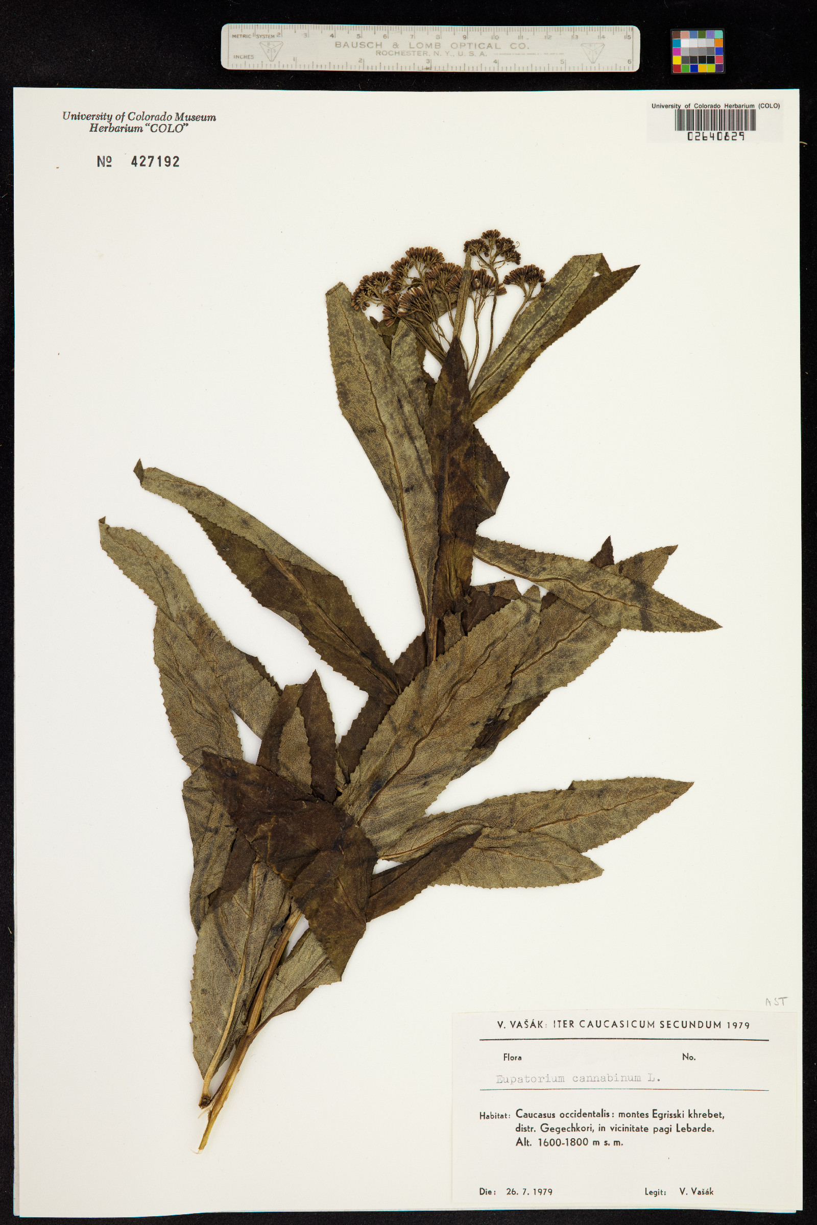 Eupatorium cannabinum image