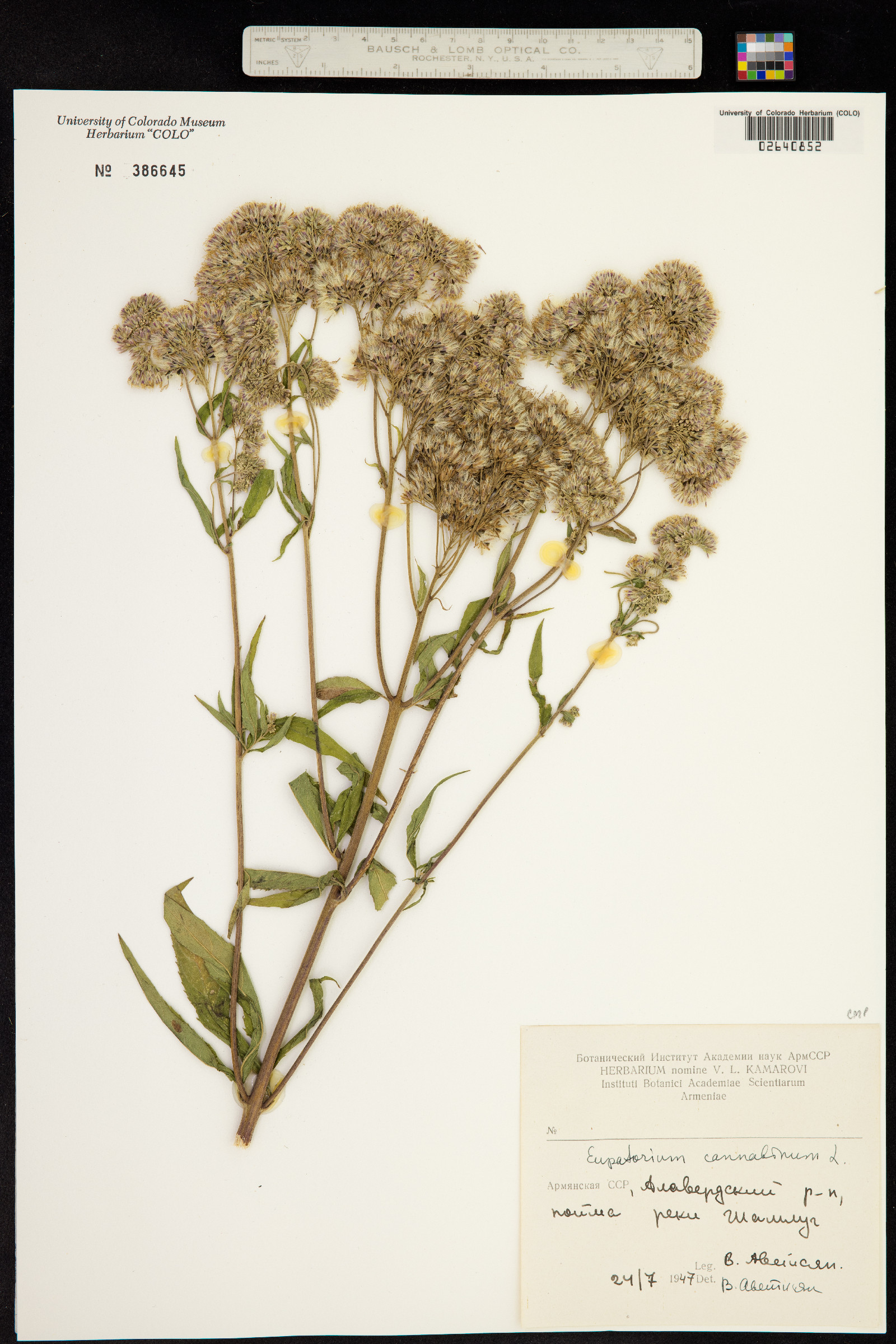 Eupatorium cannabinum image