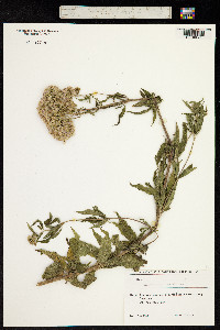 Eupatorium cannabinum image