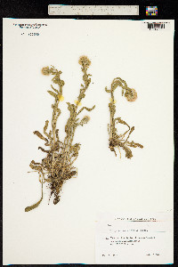 Image of Erigeron orientalis
