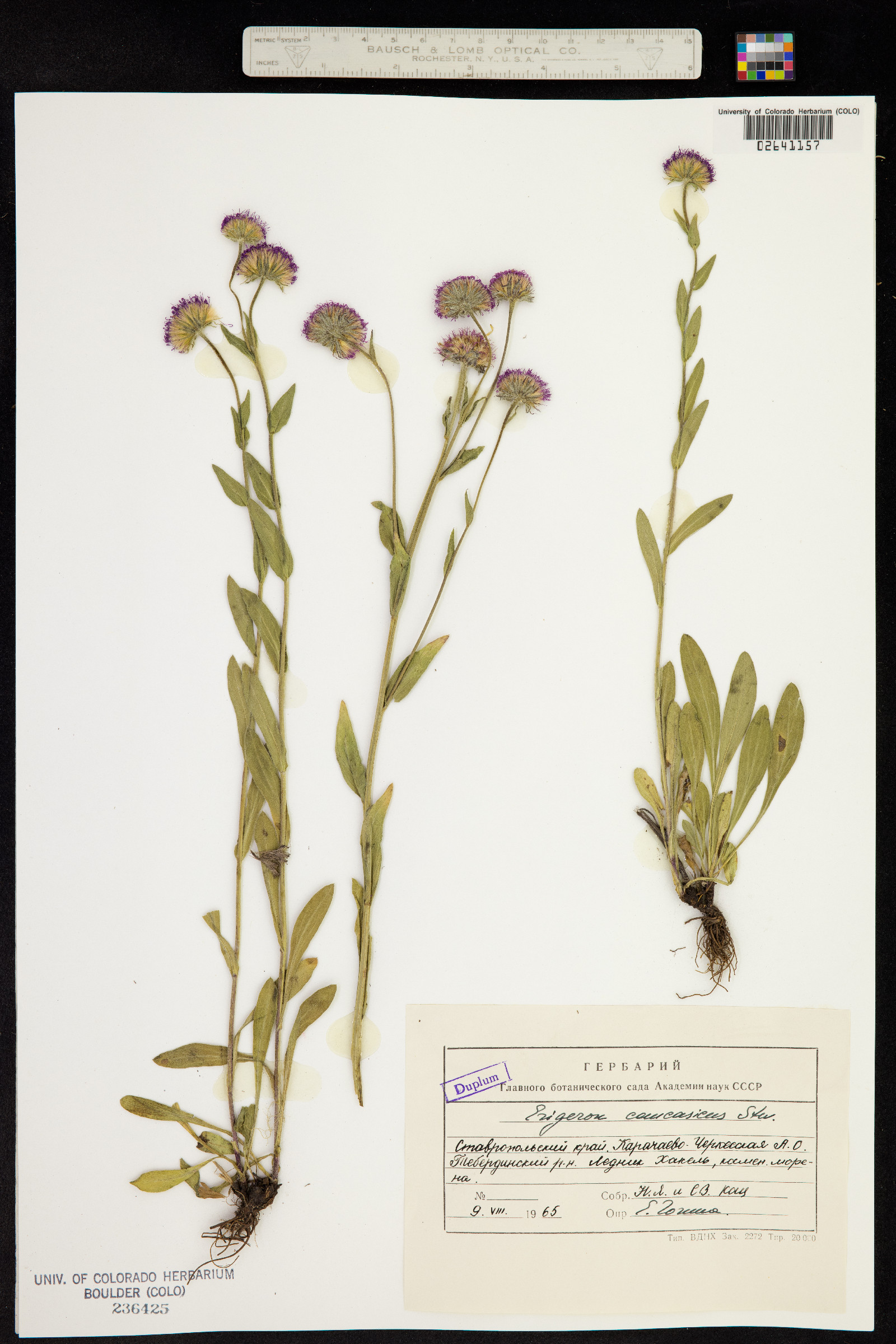 Erigeron venustus image