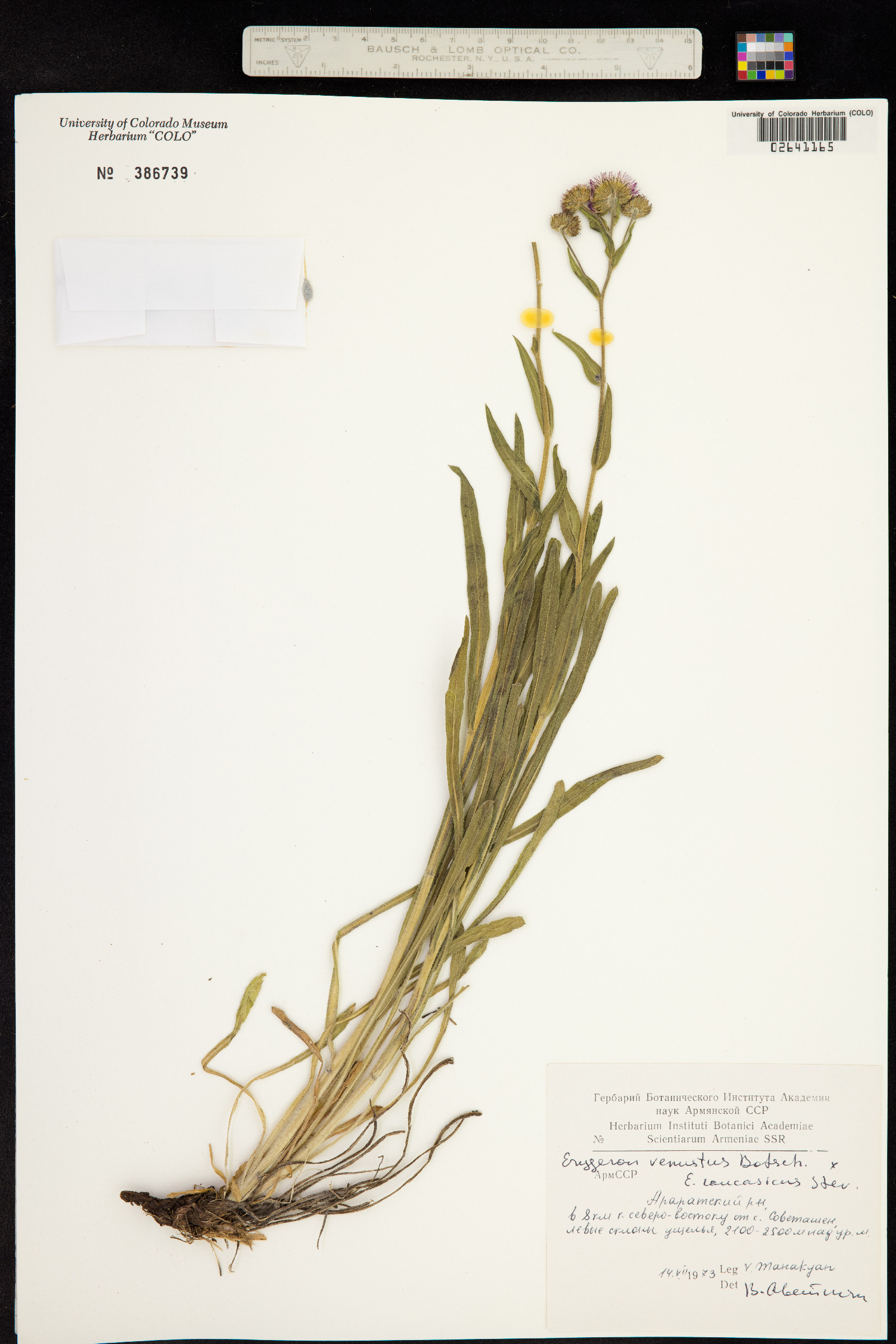 Erigeron venustus image