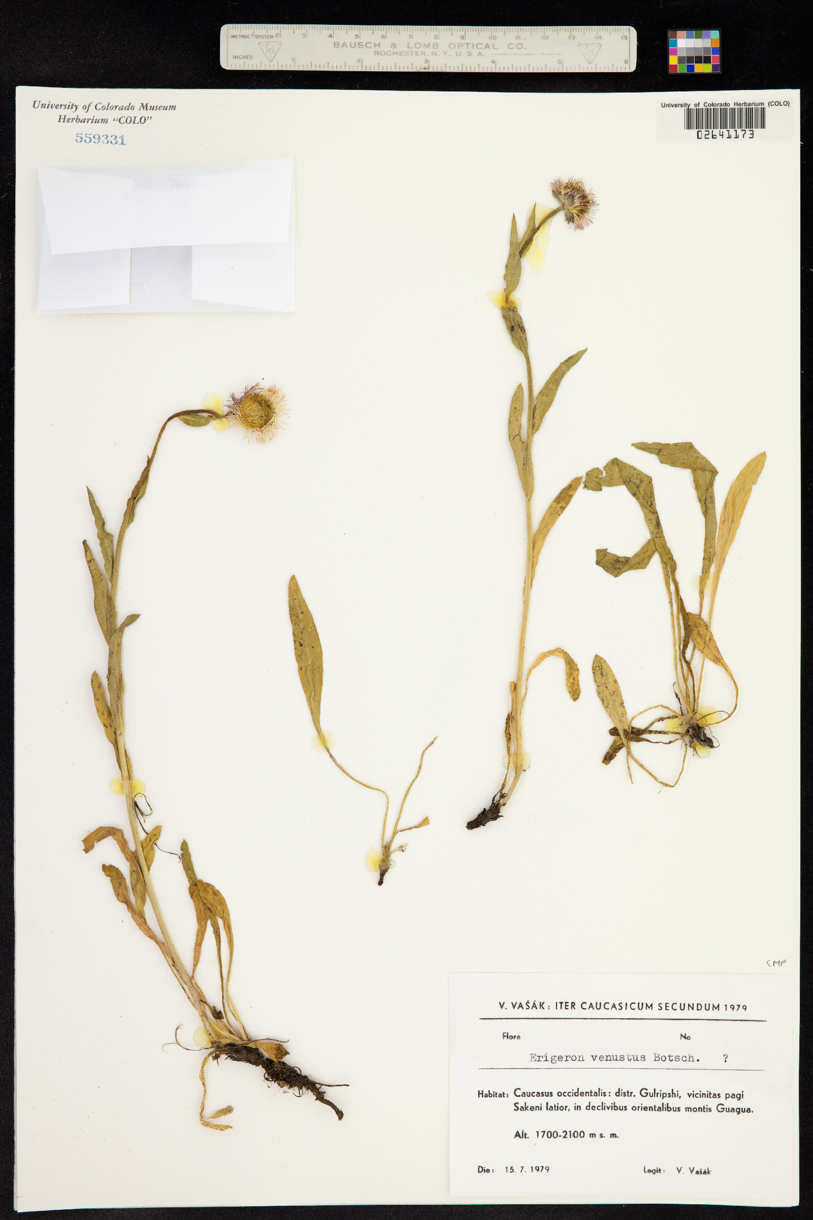 Erigeron venustus image
