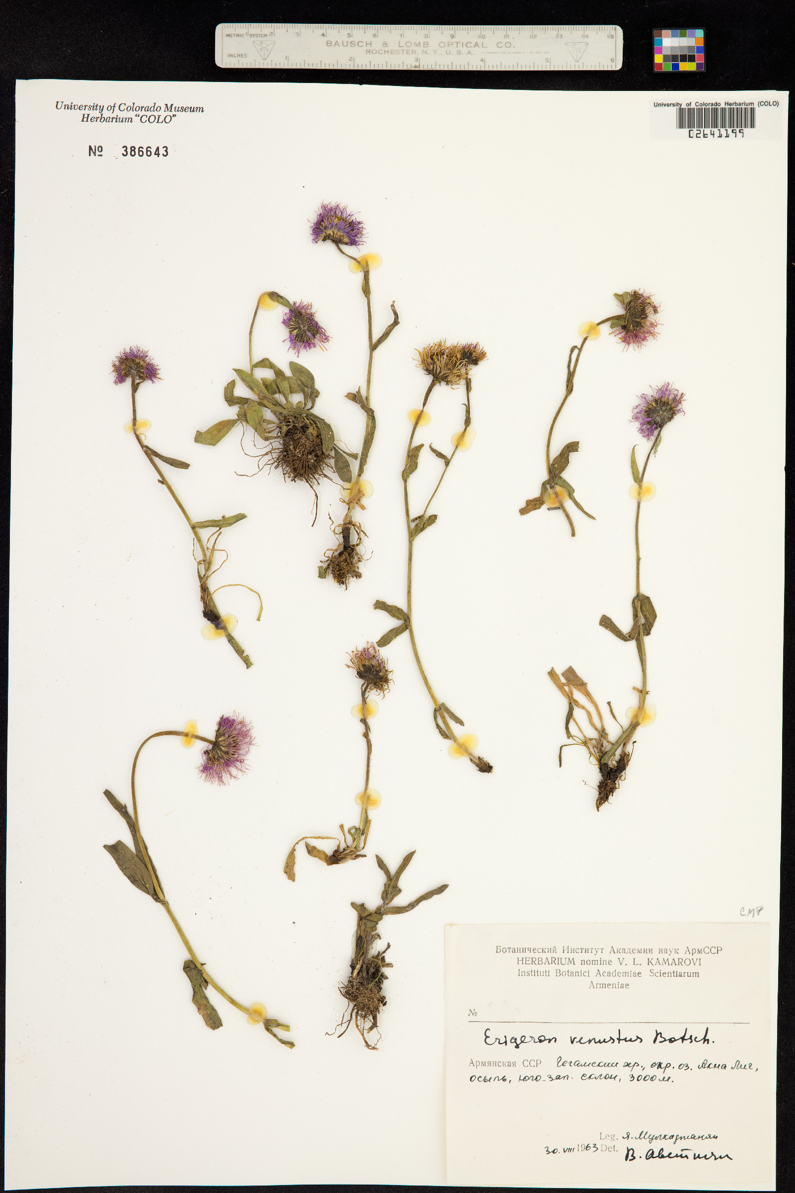 Erigeron venustus image