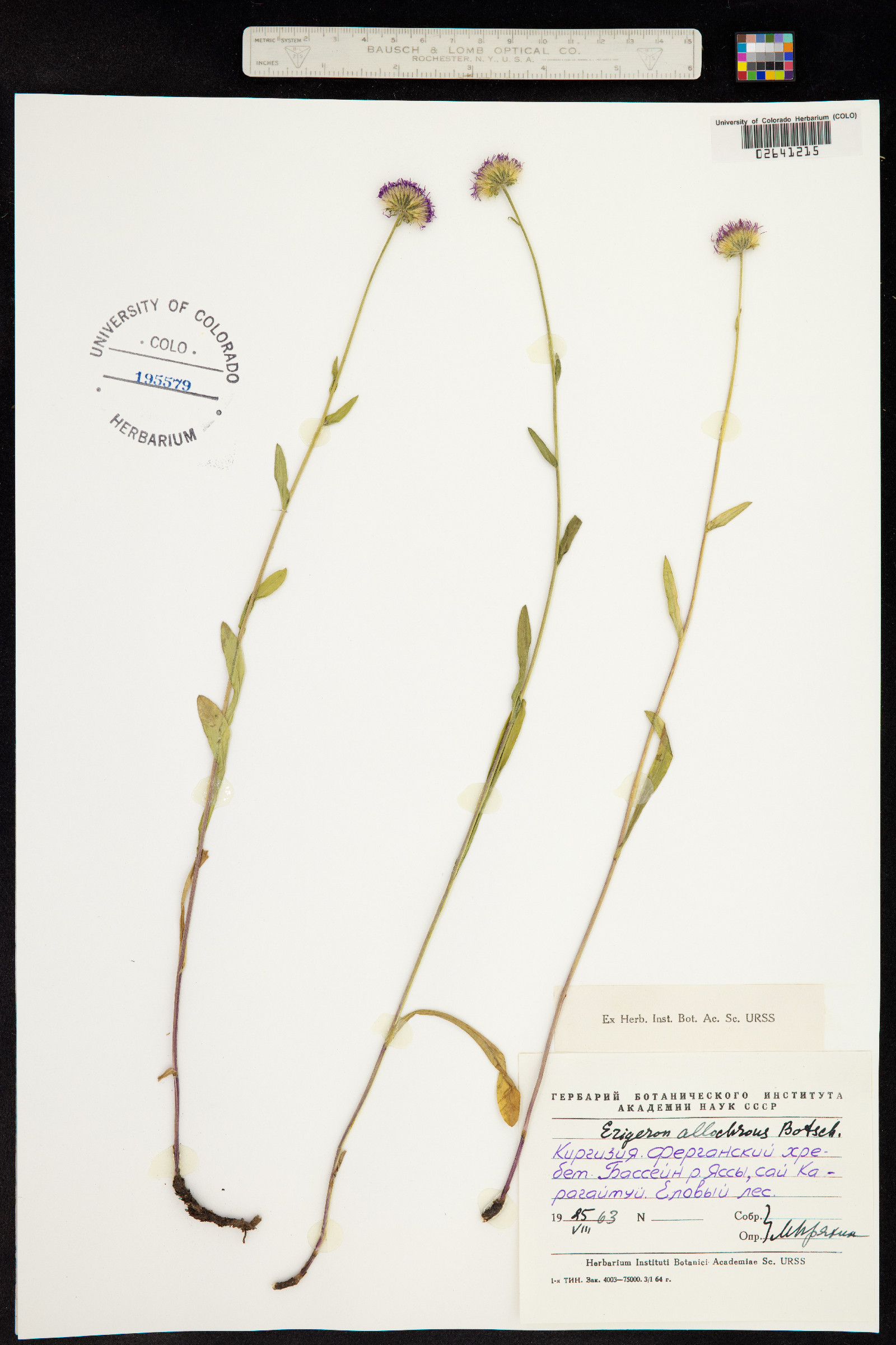 Erigeron allochrous thumbnail