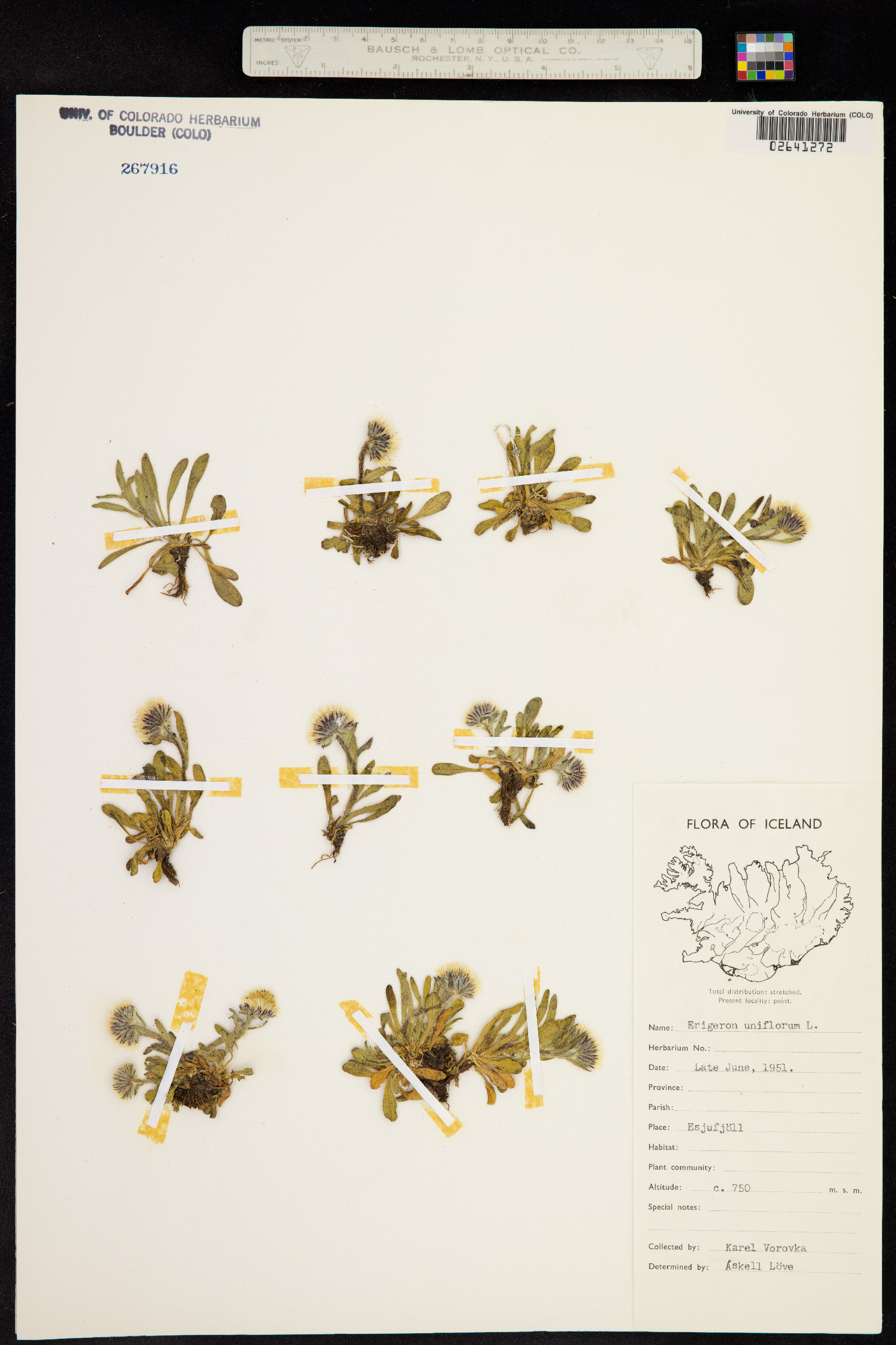 Erigeron uniflorus image