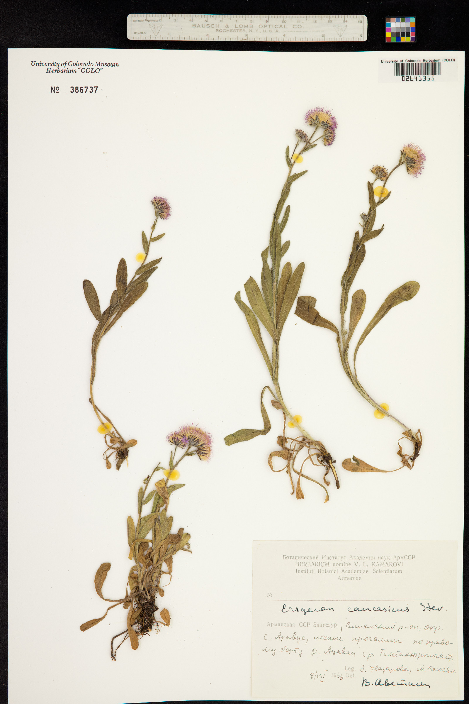 Erigeron venustus image