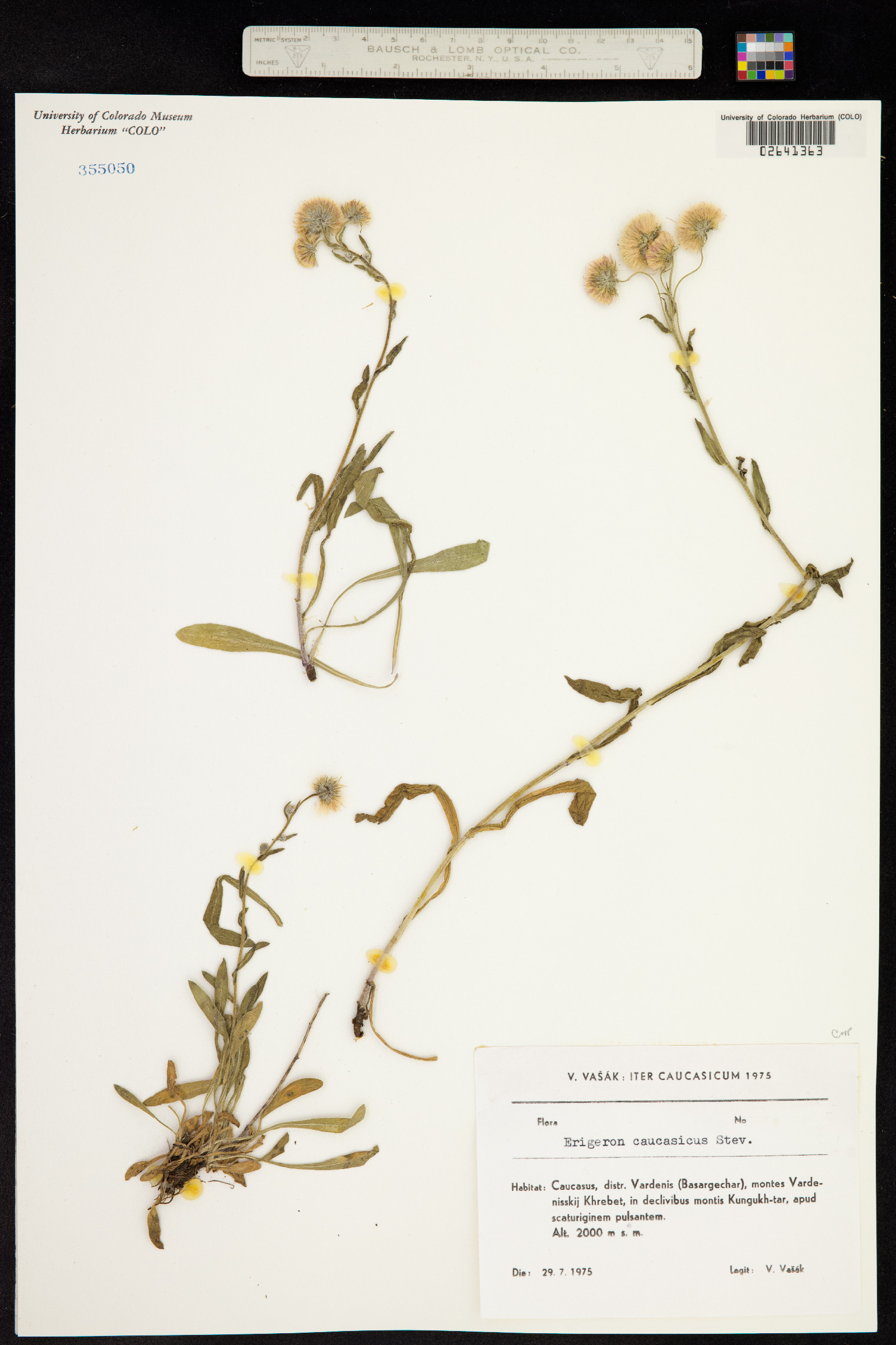 Erigeron venustus image