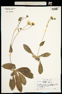 Image of Hieracium lawsonii
