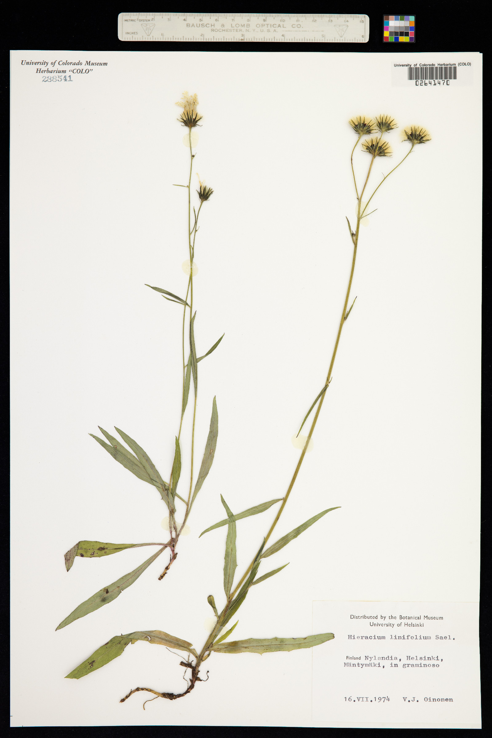 Hieracium linifolium image