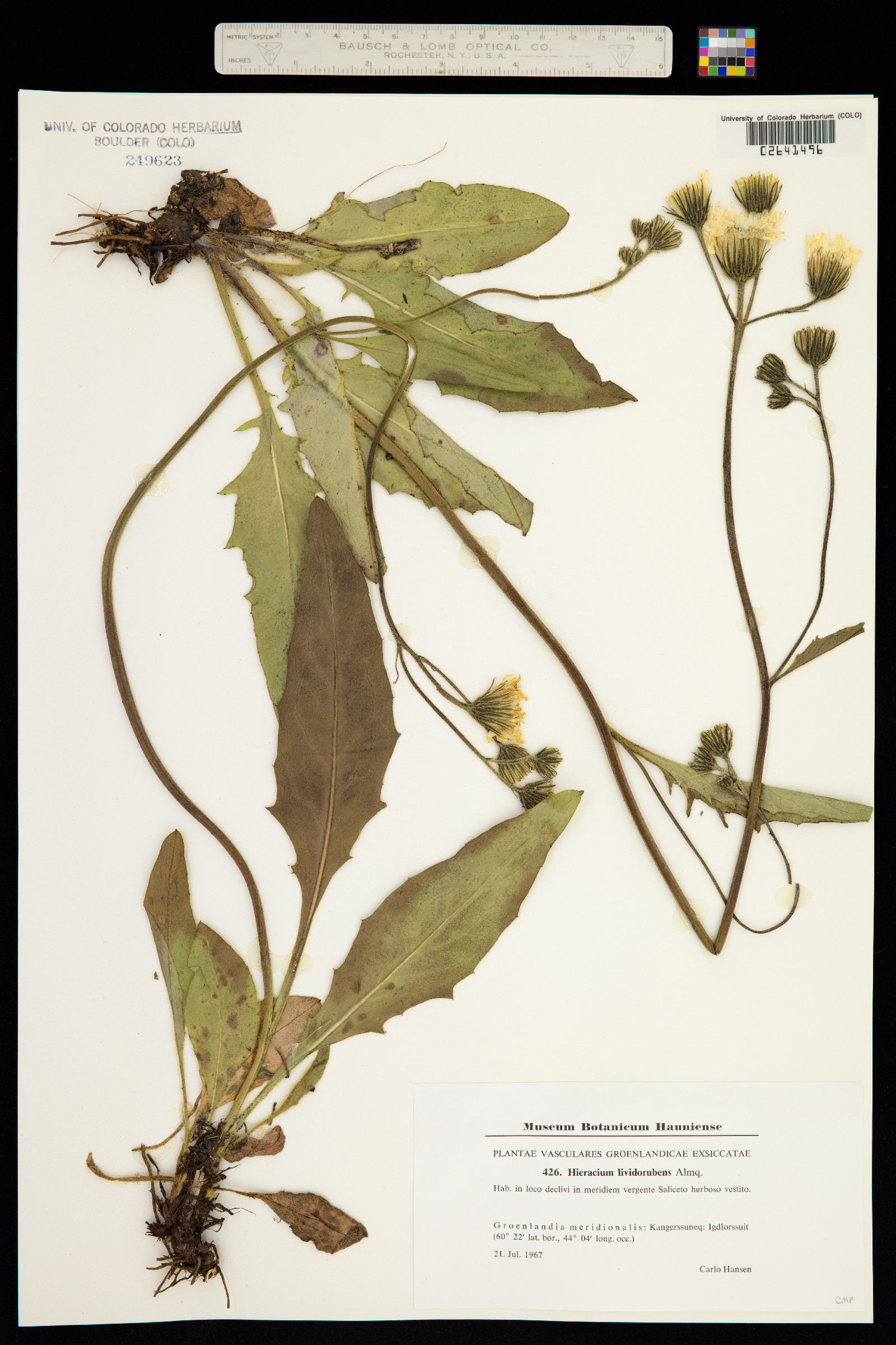 Hieracium murorum image