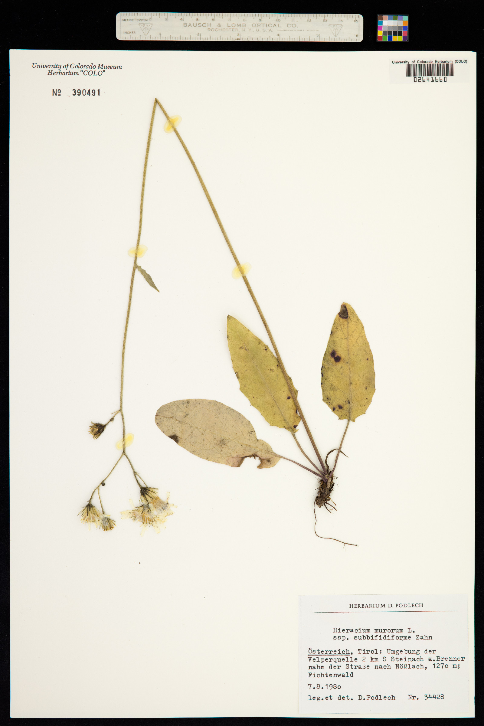 Hieracium murorum image