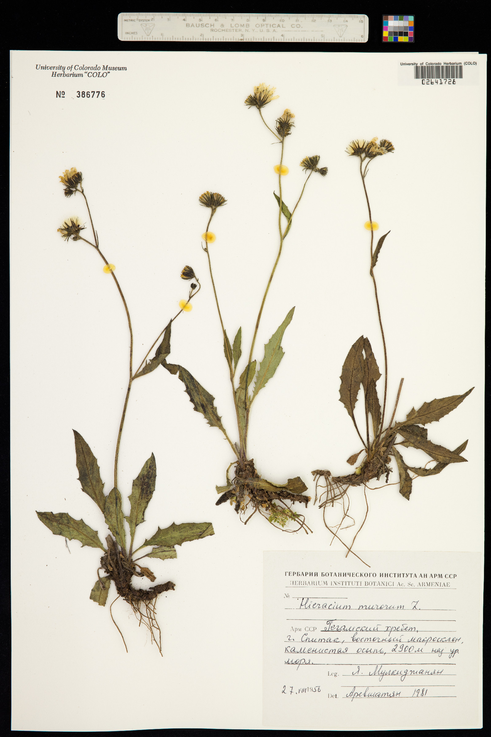 Hieracium murorum image