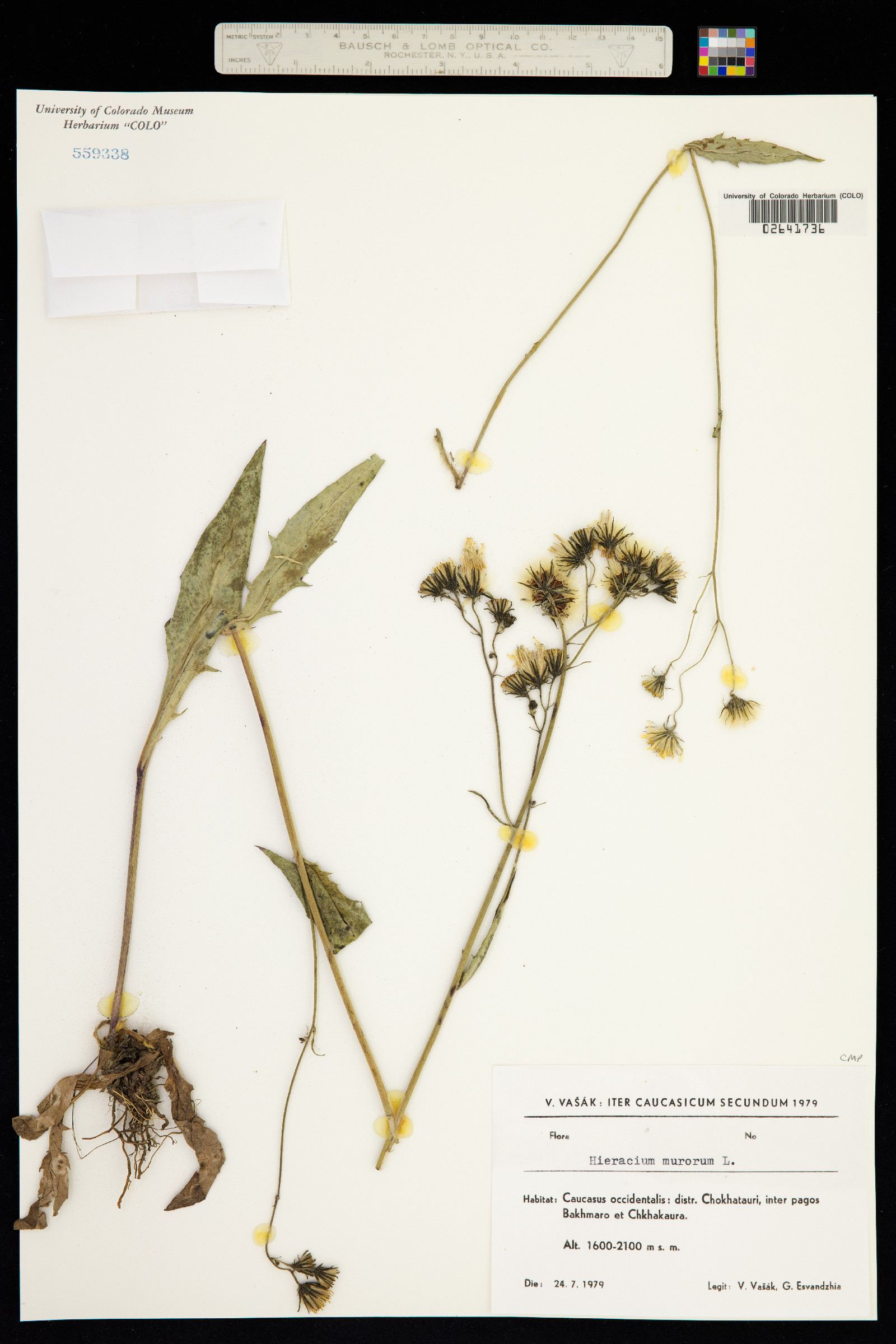 Hieracium murorum image