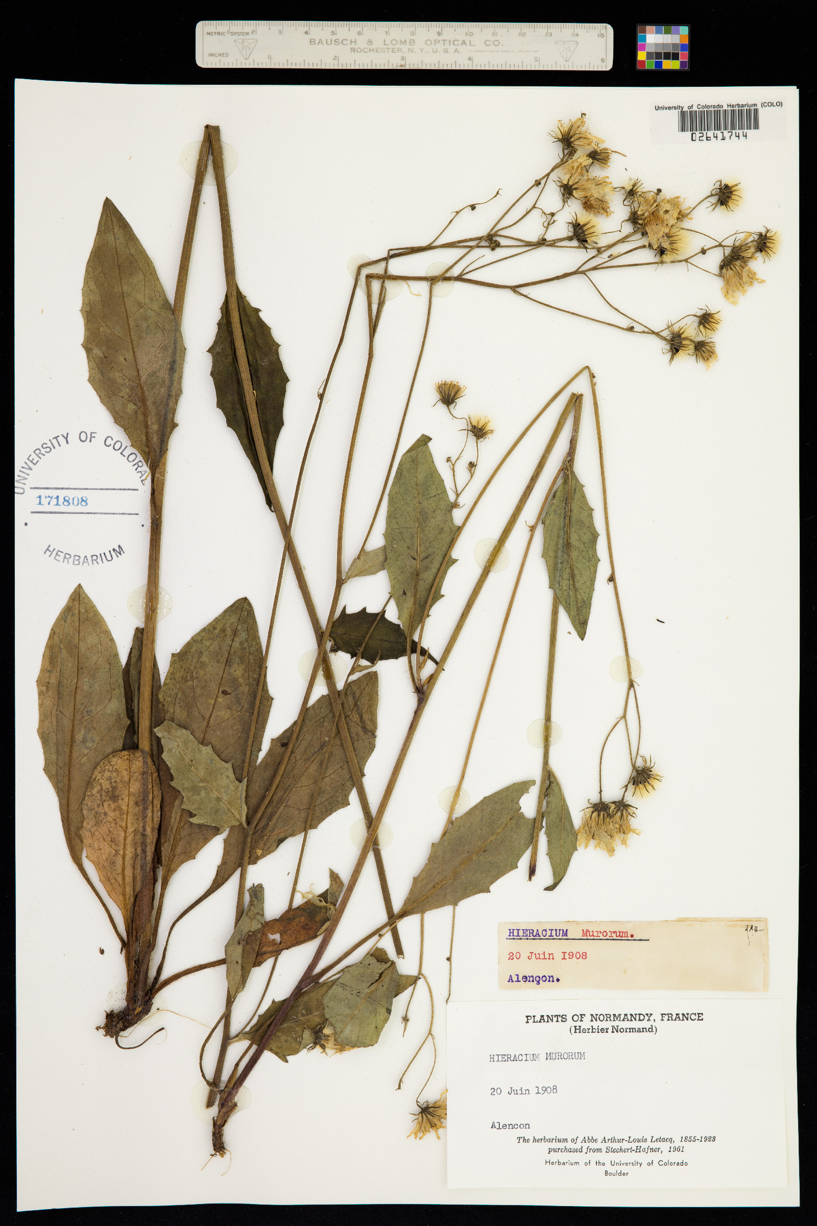 Hieracium murorum image