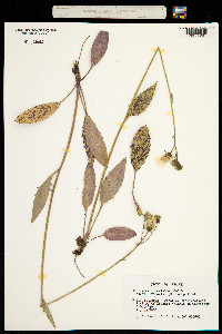 Image of Hieracium maculatum