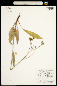 Hieracium maculatum image
