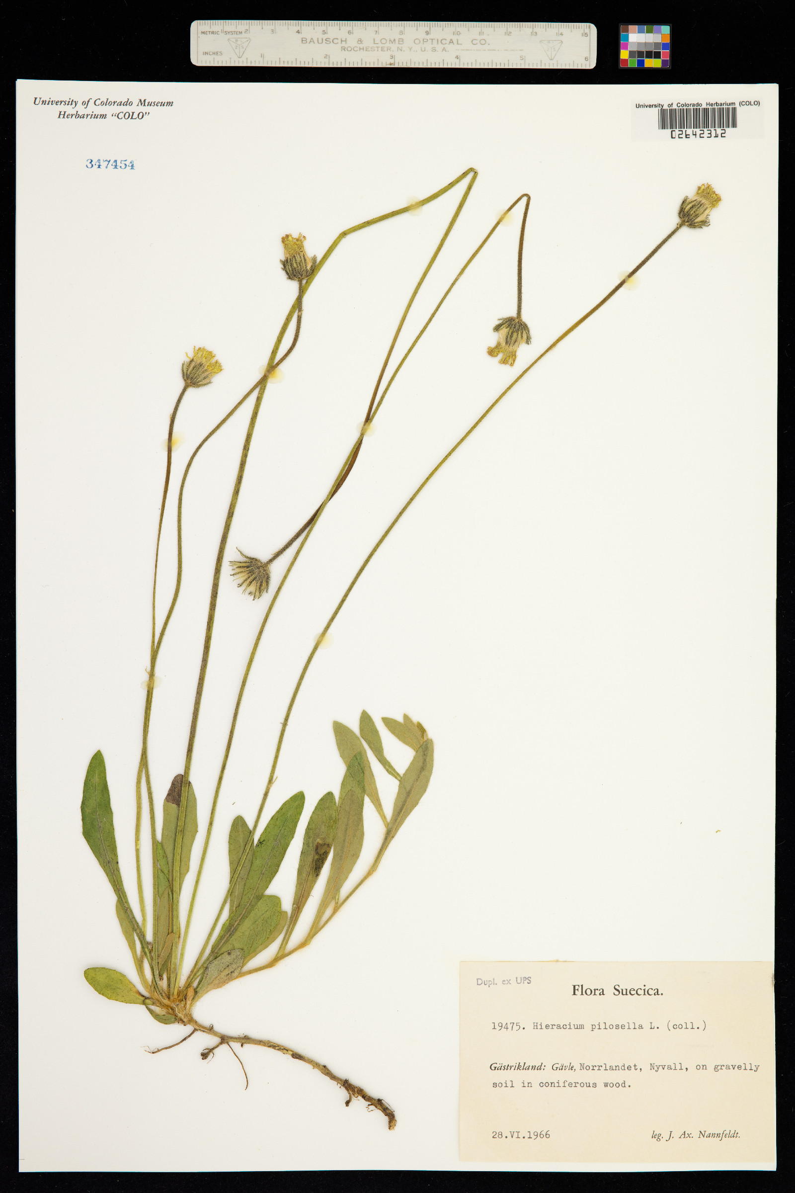 Hieracium pilosella image