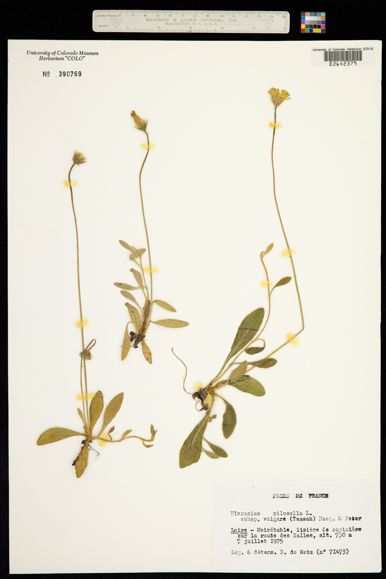 Hieracium pilosella image