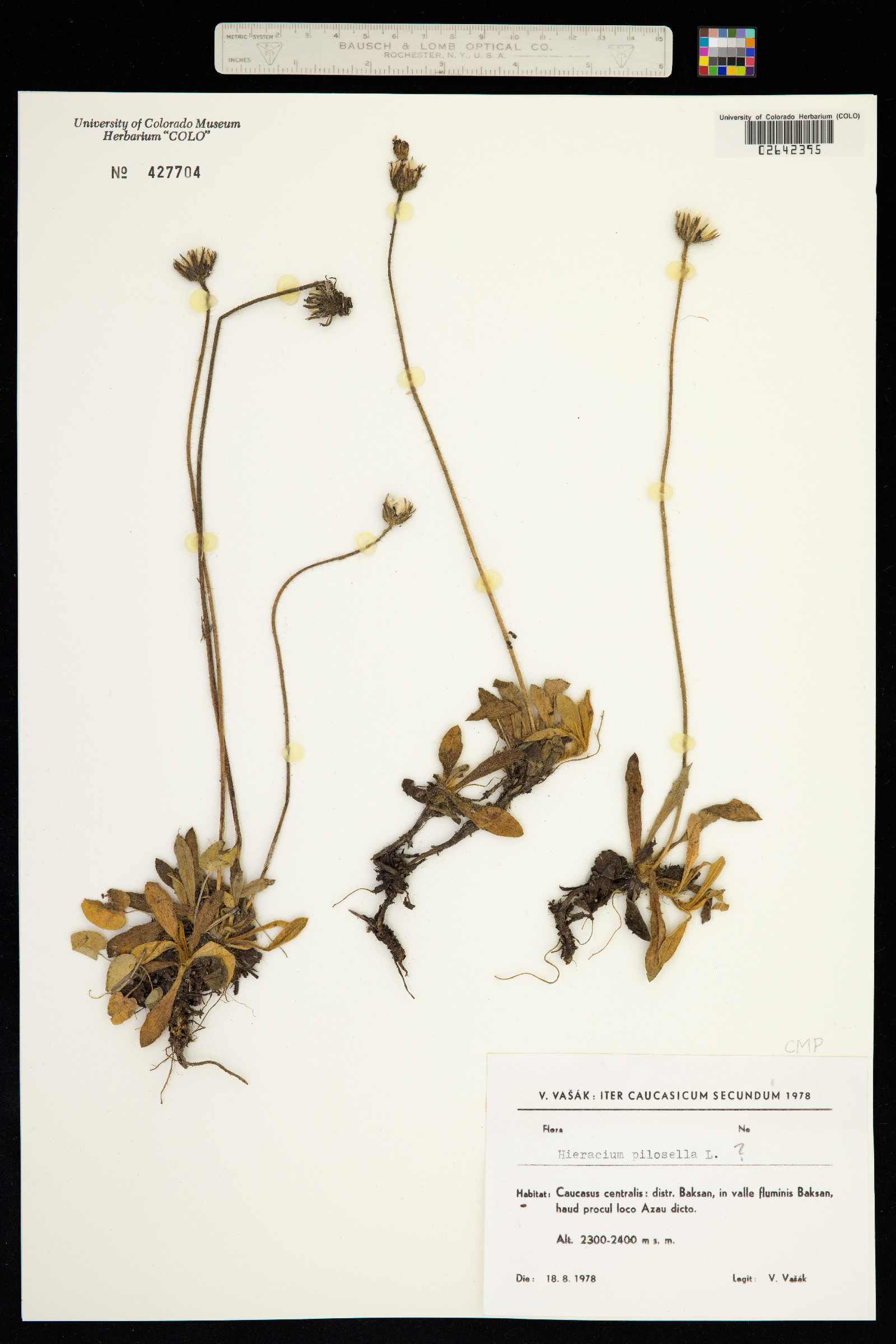 Hieracium pilosella image