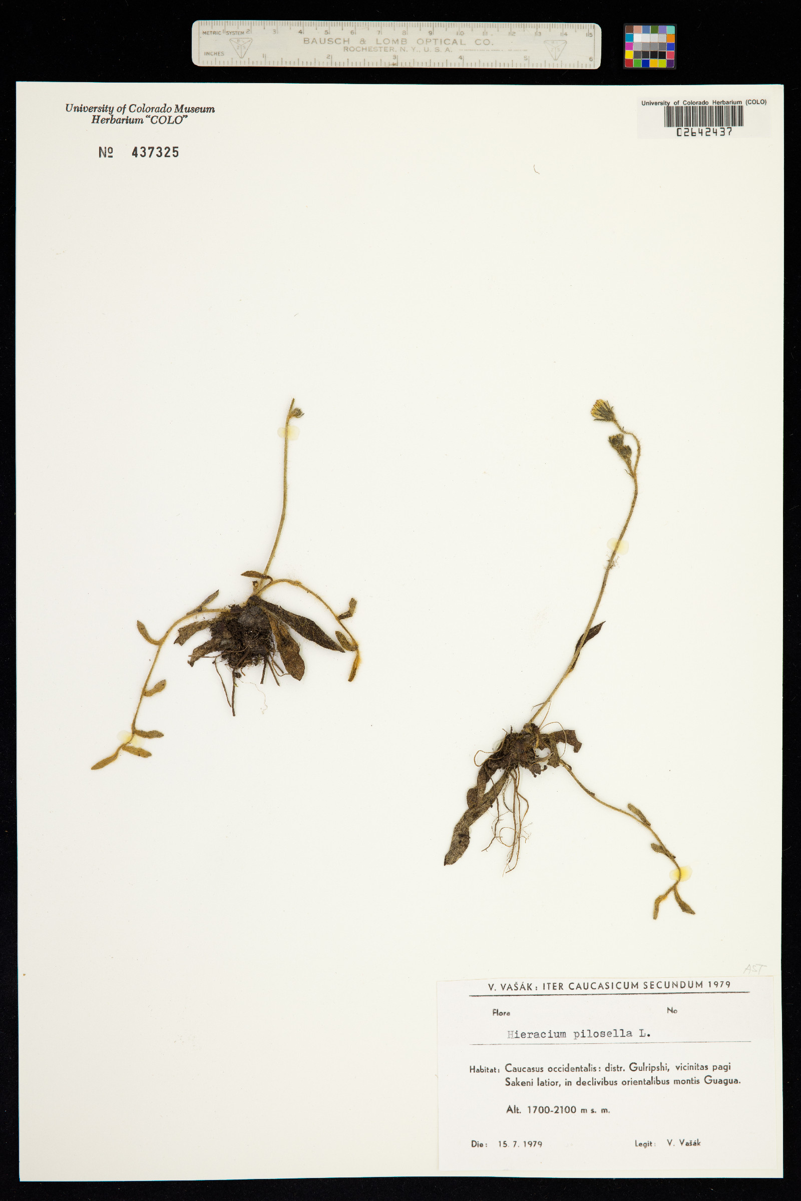 Hieracium pilosella image