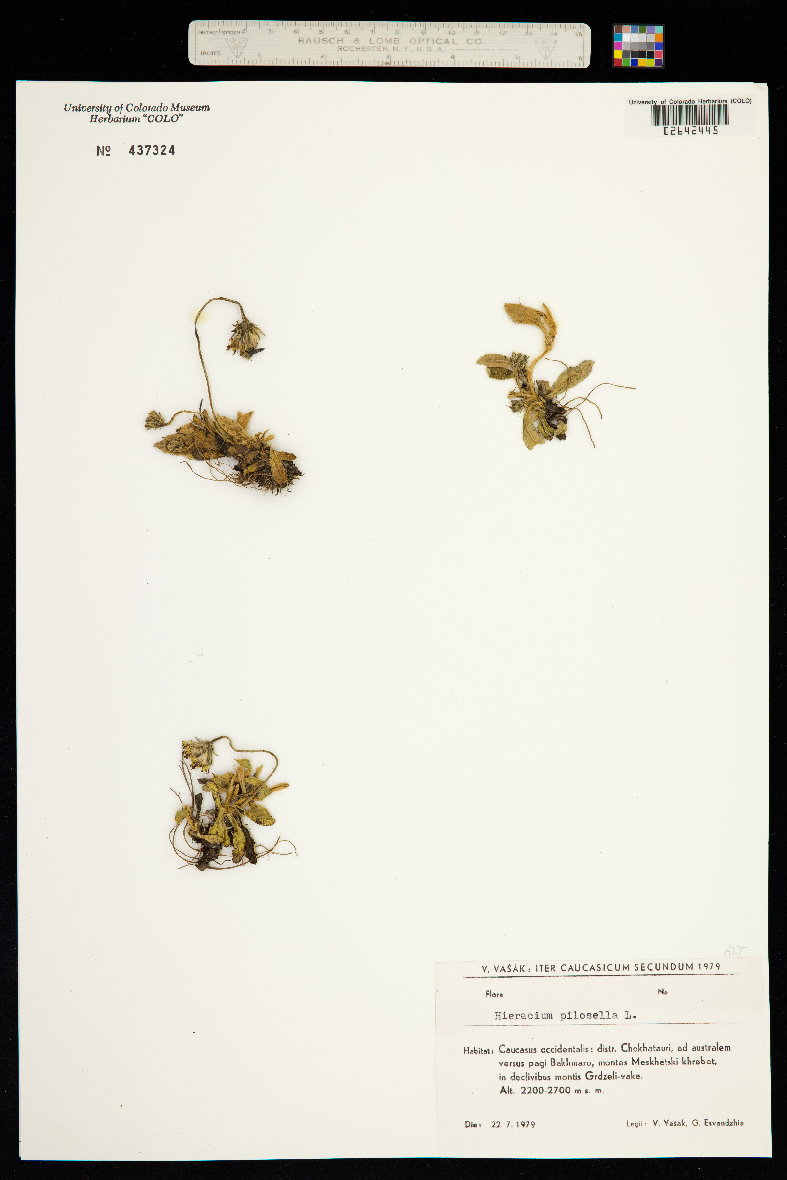 Hieracium pilosella image