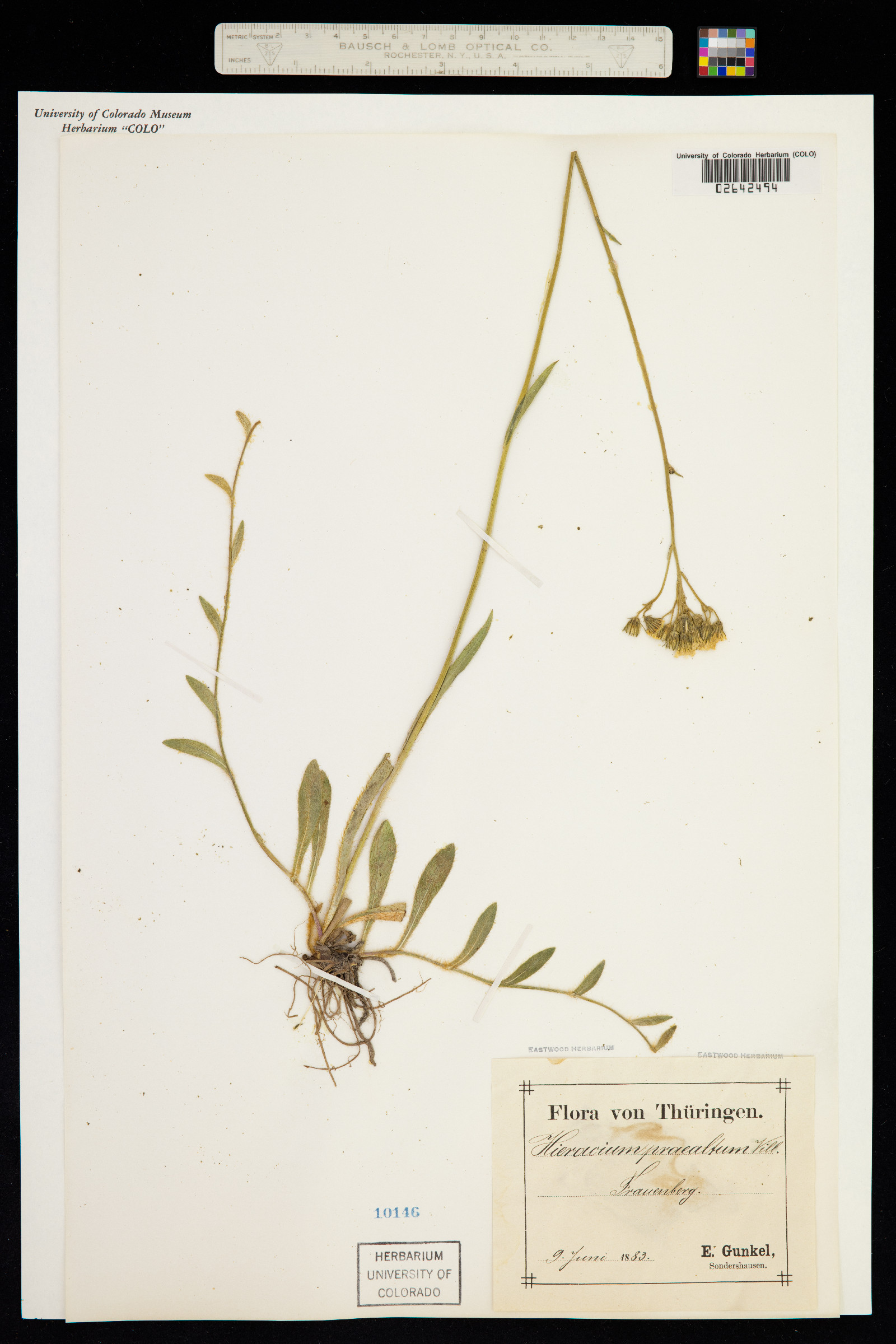 Hieracium pilosella image