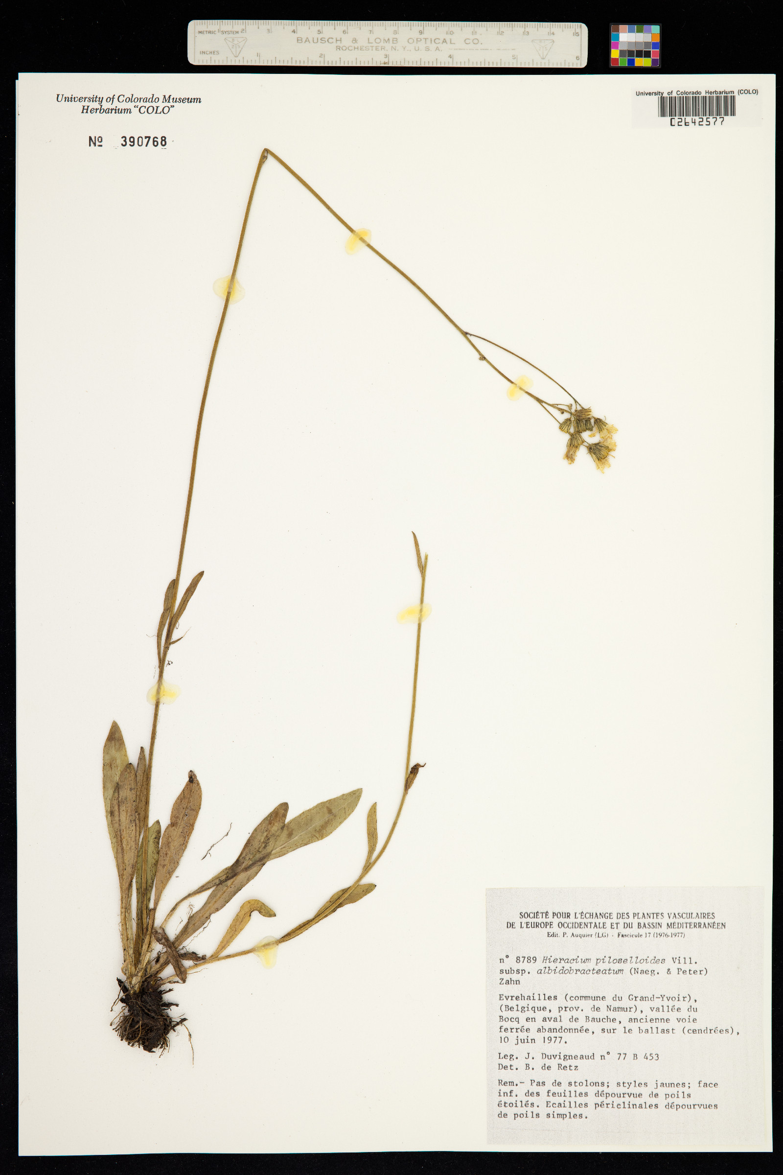 Hieracium piloselloides image