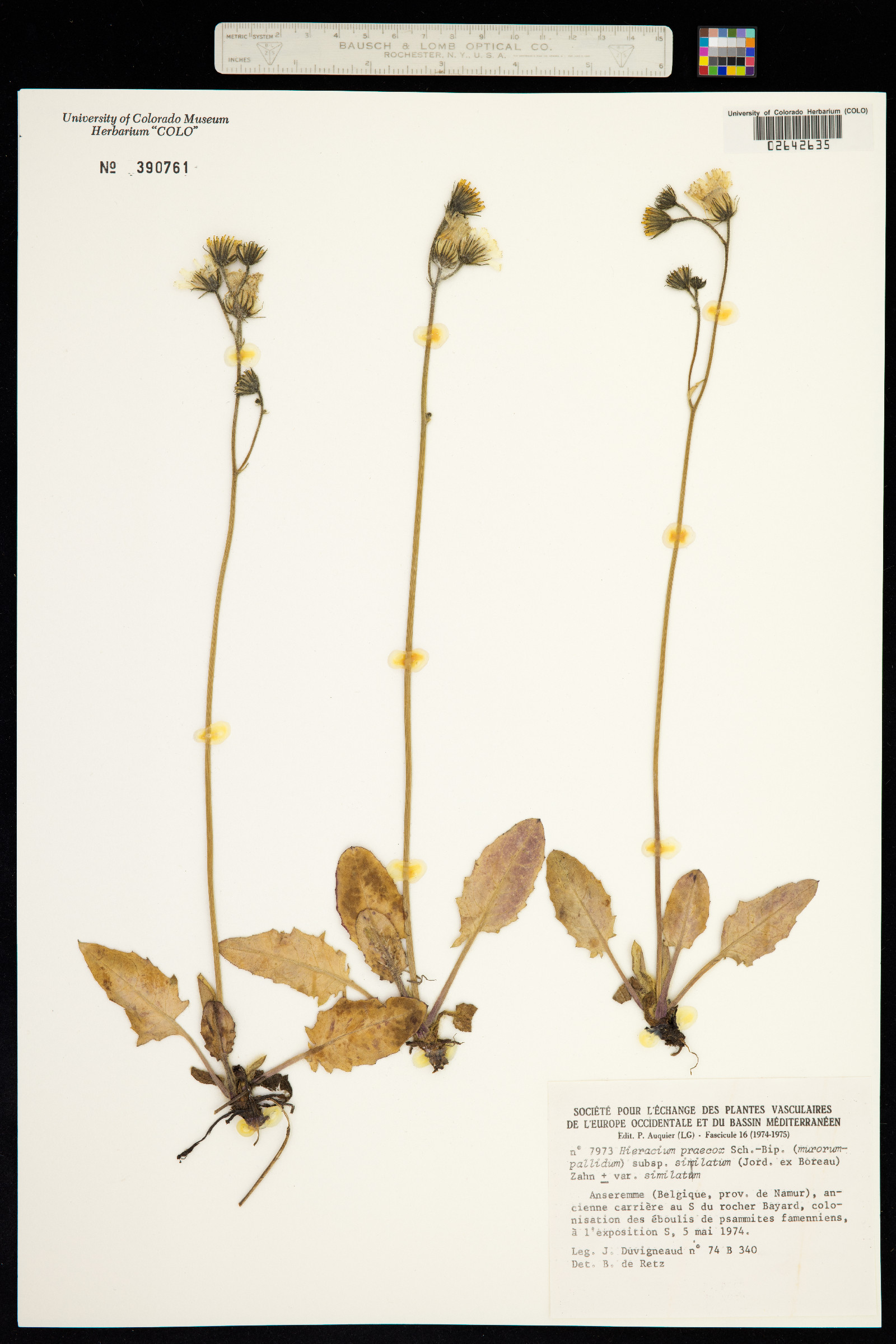 Hieracium praecox image