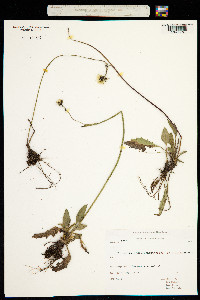 Image of Hieracium prenanthoides