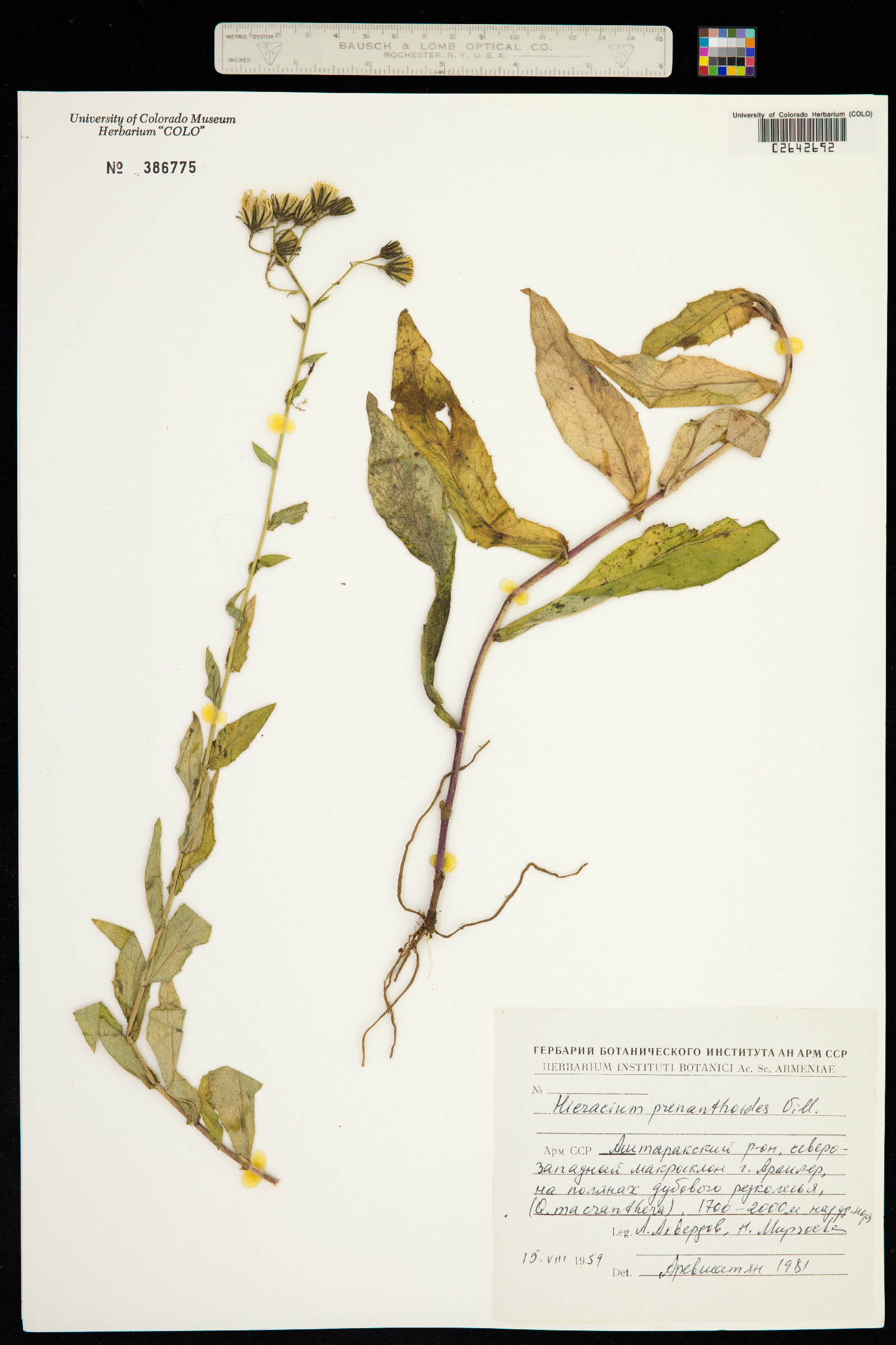 Hieracium prenanthoides image