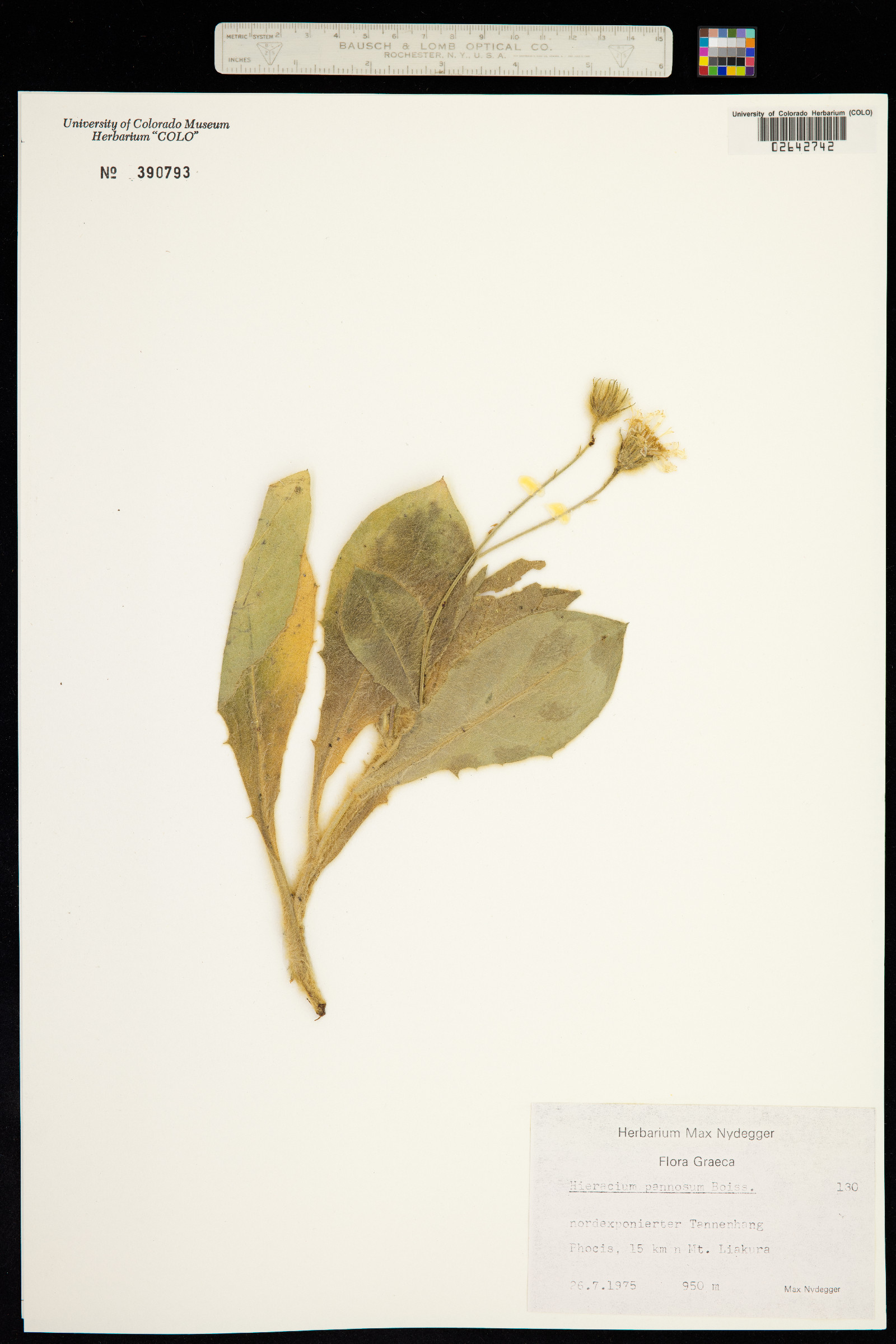 Hieracium pannosum image