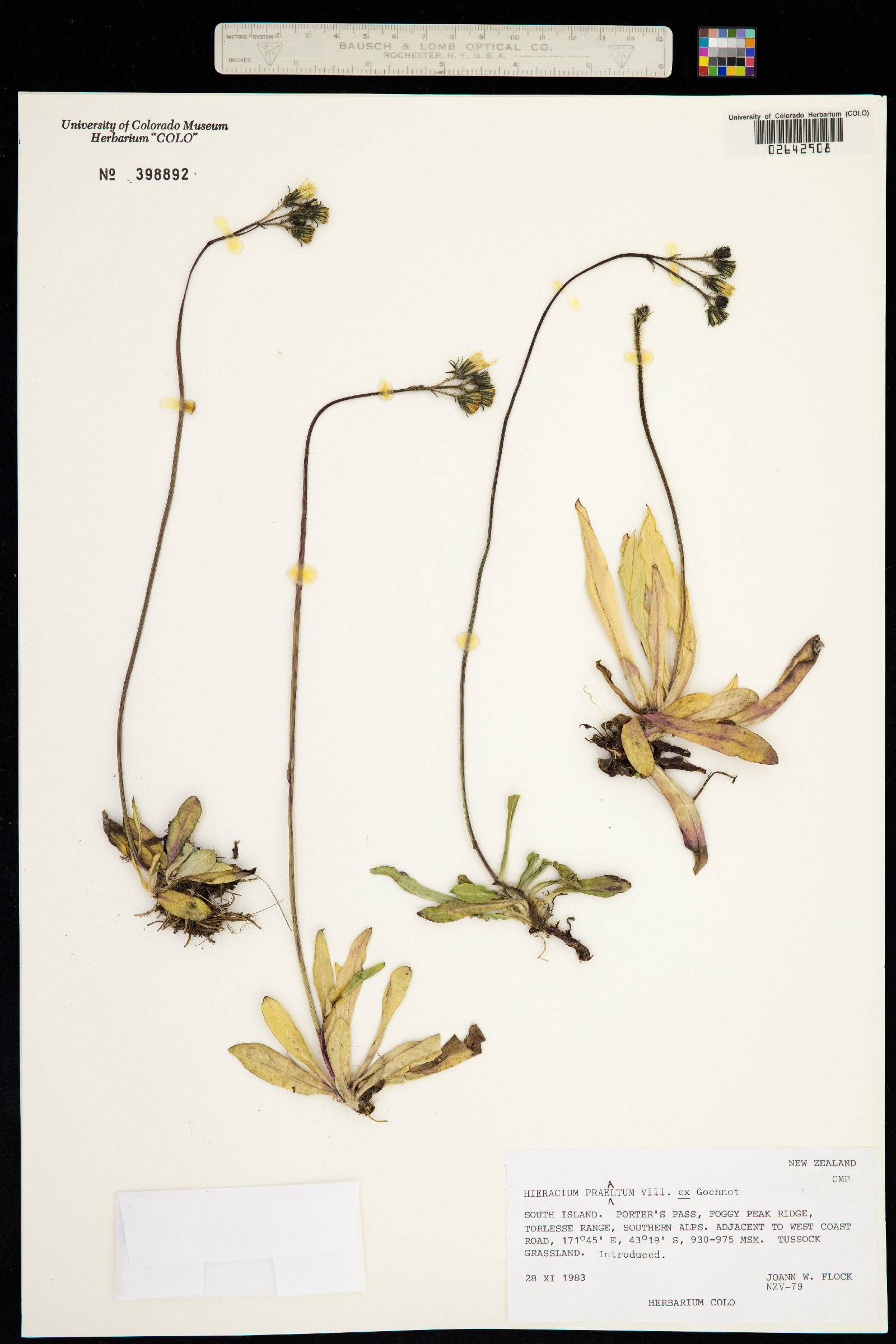Hieracium piloselloides image