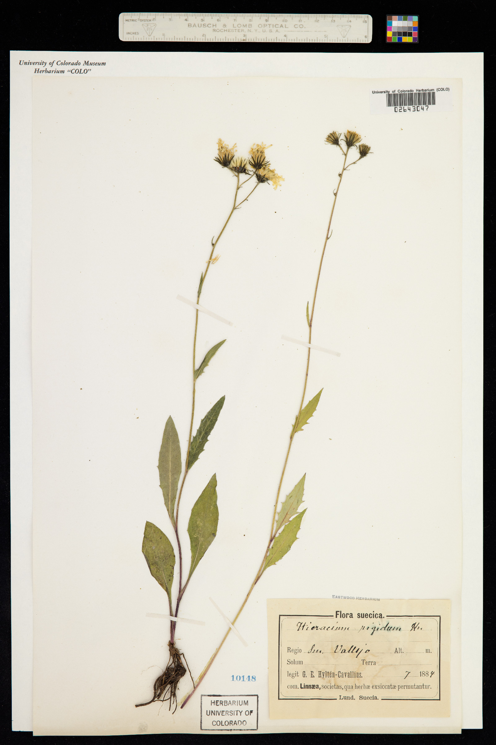 Hieracium rigidum image