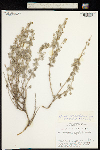 Artemisia rutifolia image